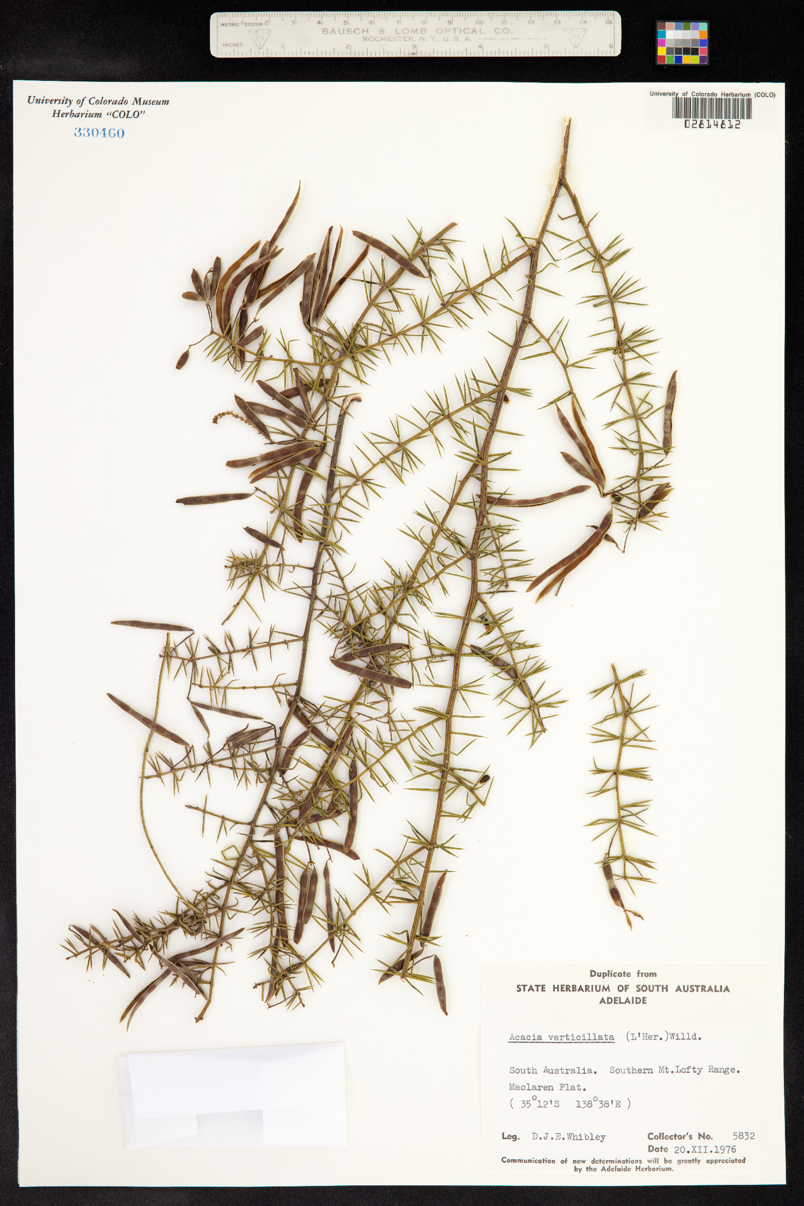 Acacia verniciflua image