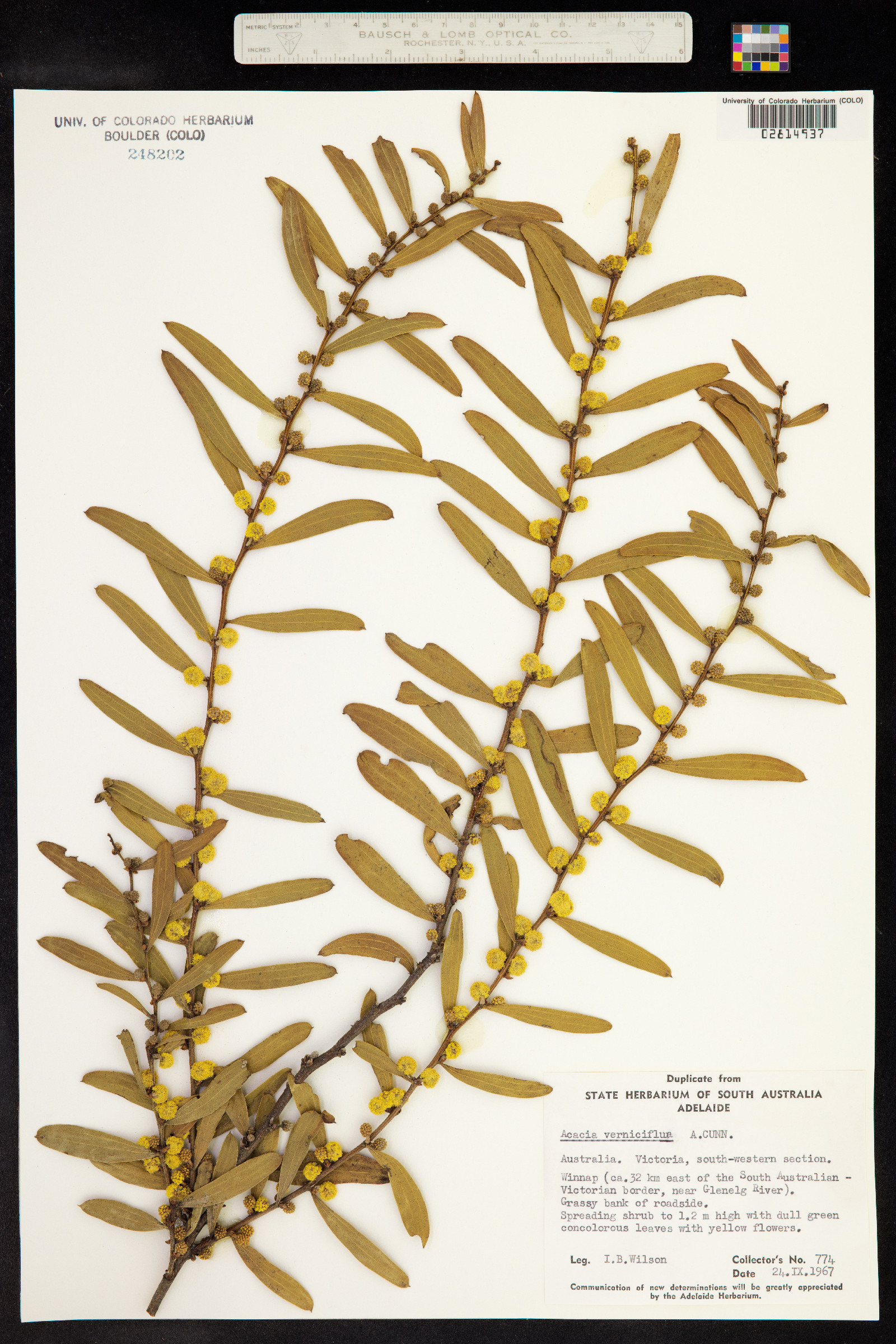 Acacia verniciflua image