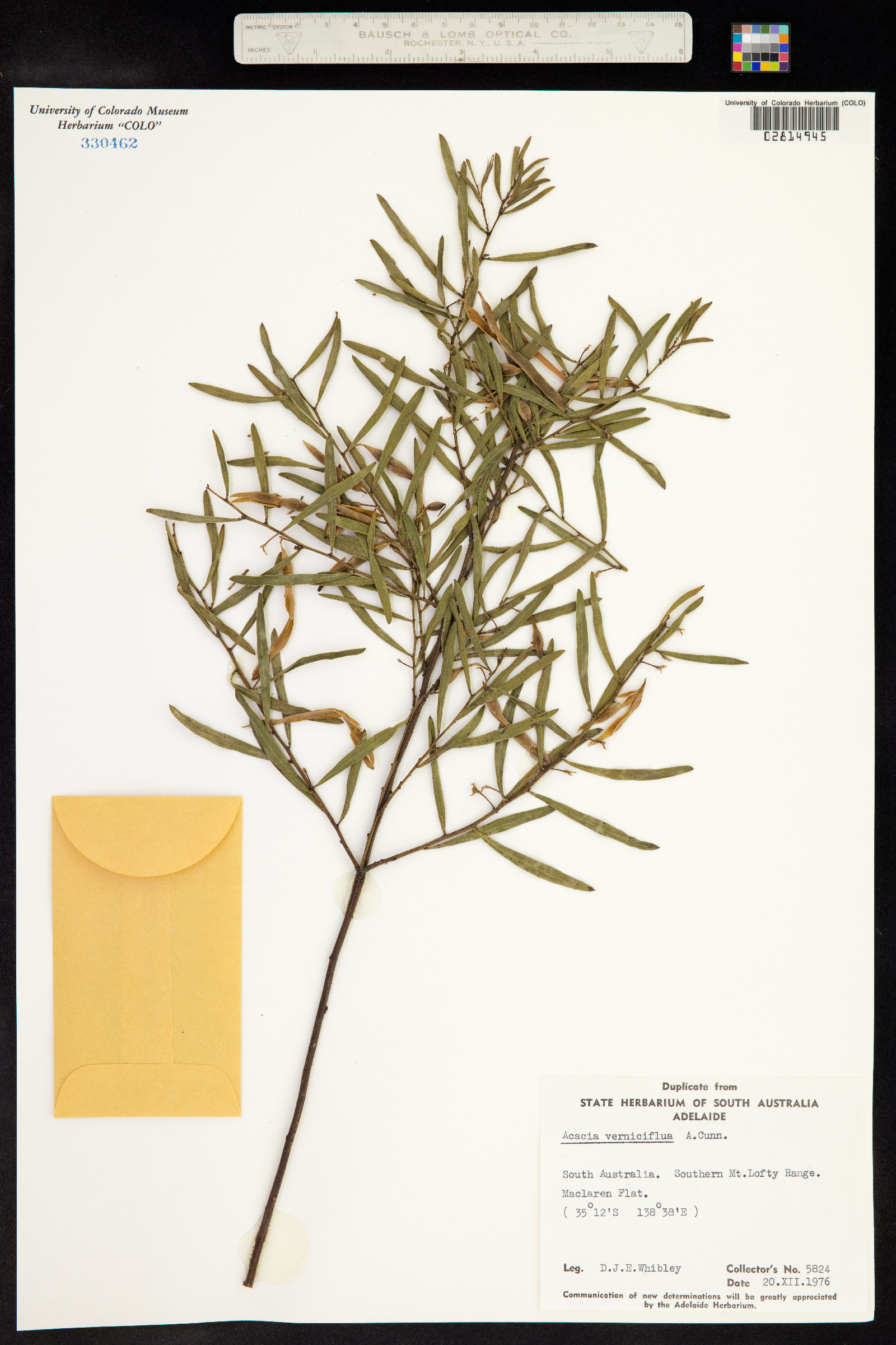 Acacia verniciflua image