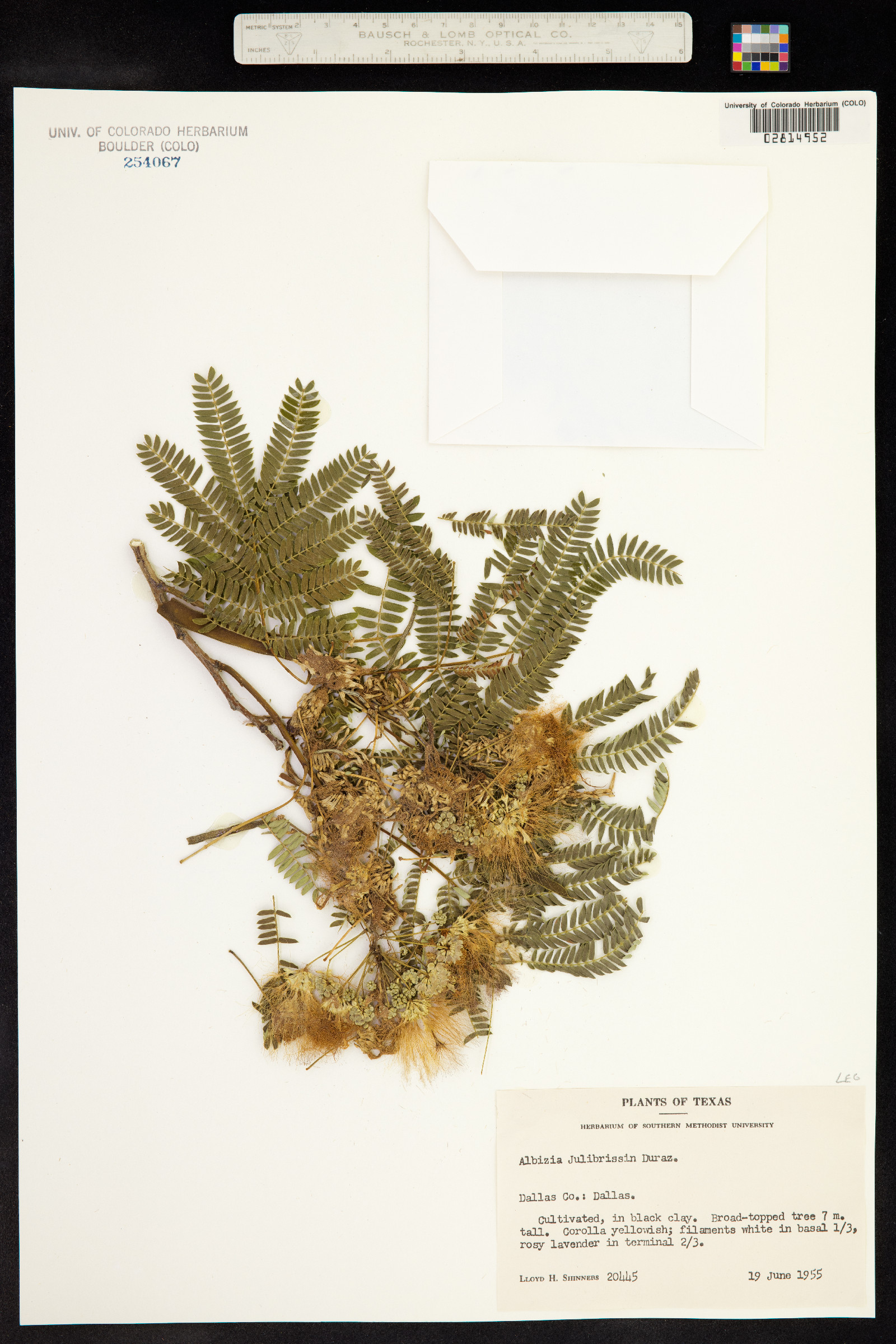 Albizia julibrissin image