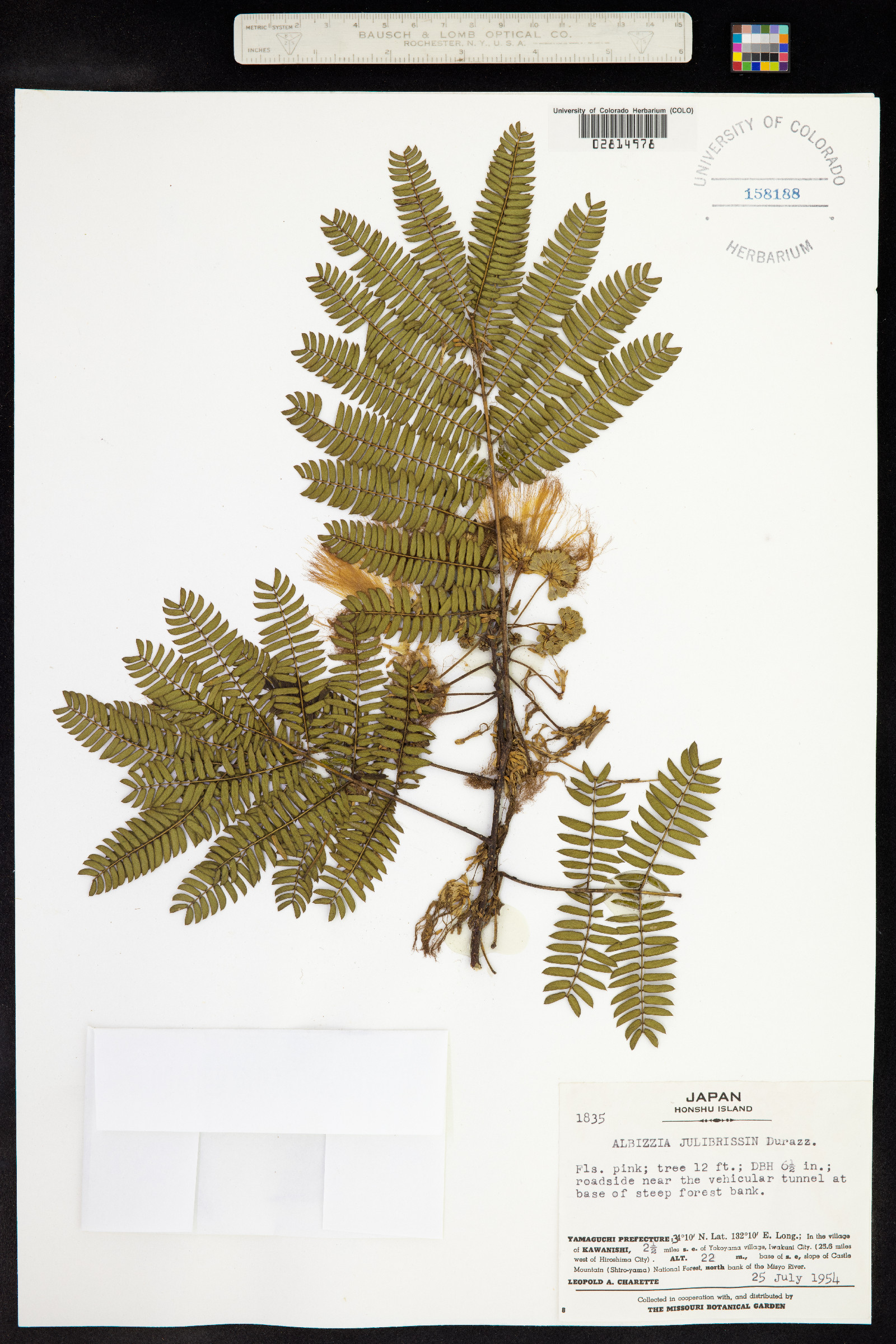 Albizia image