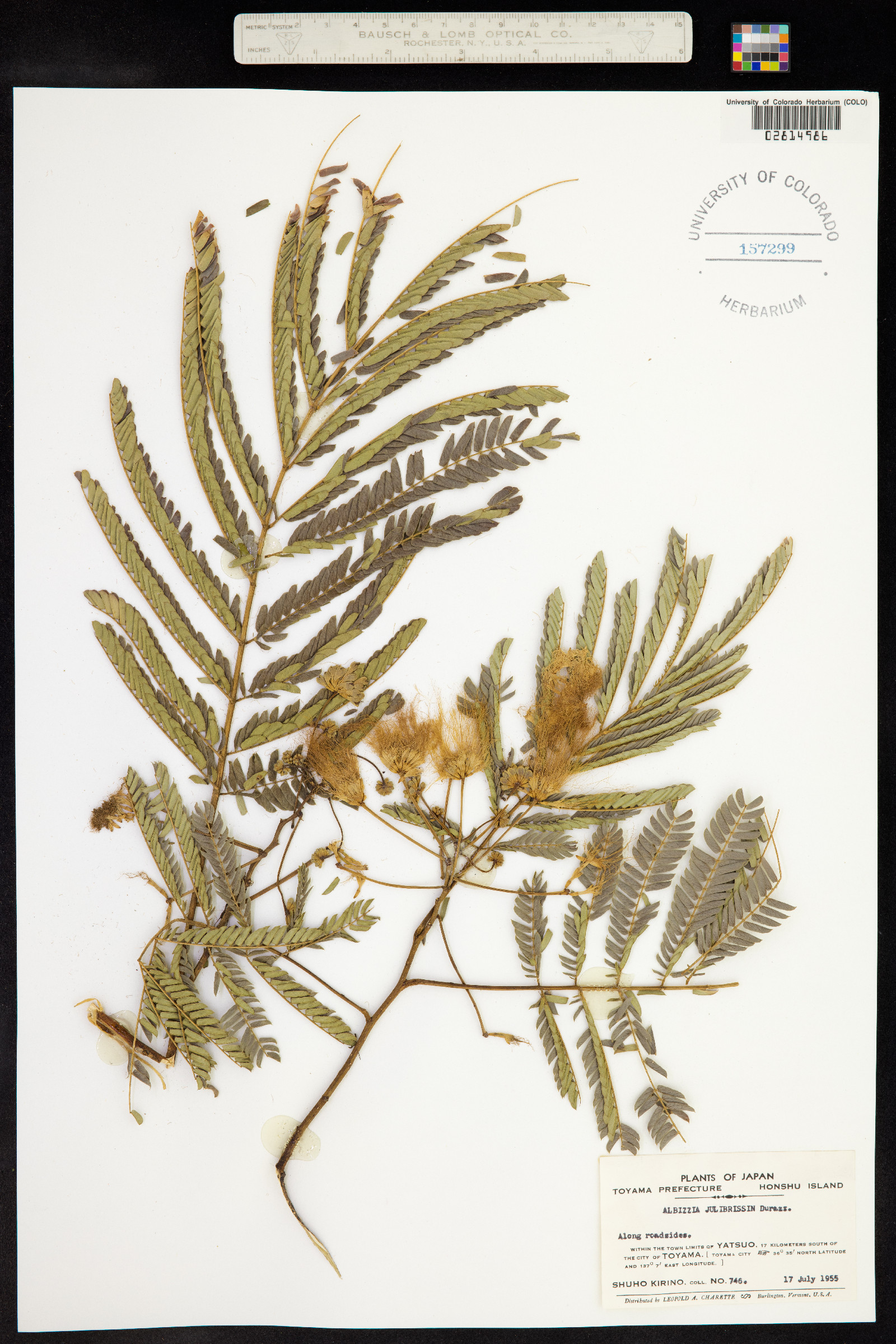 Albizia julibrissin image
