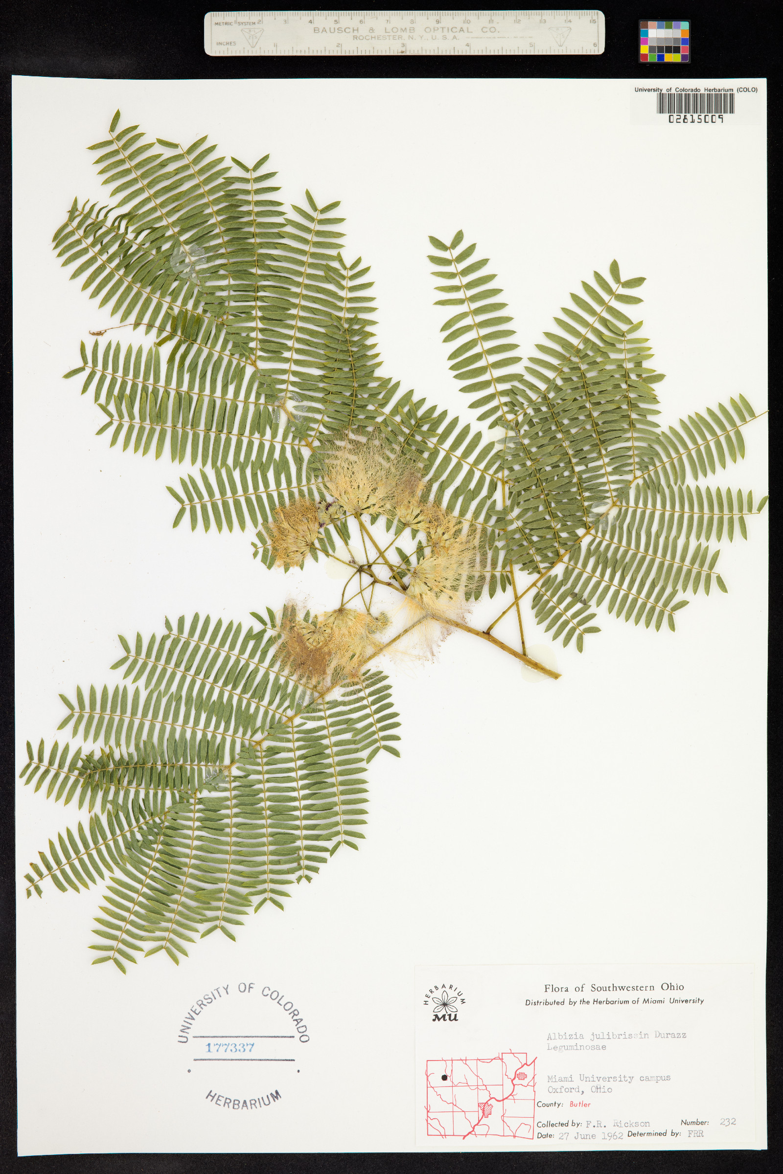 Albizia image