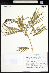 Albizia niopoides image