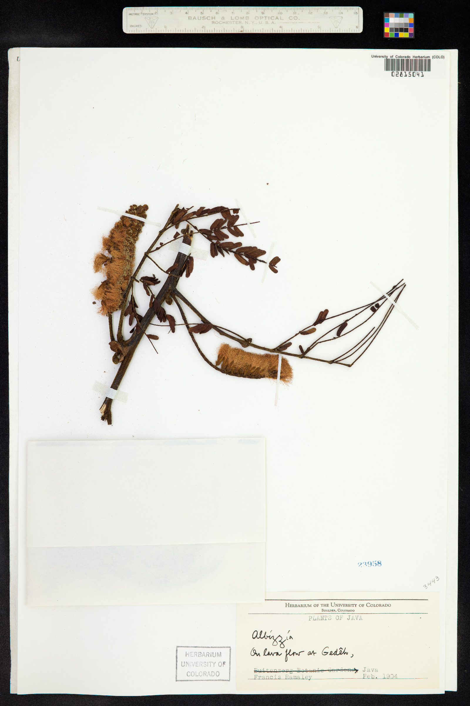 Albizia image