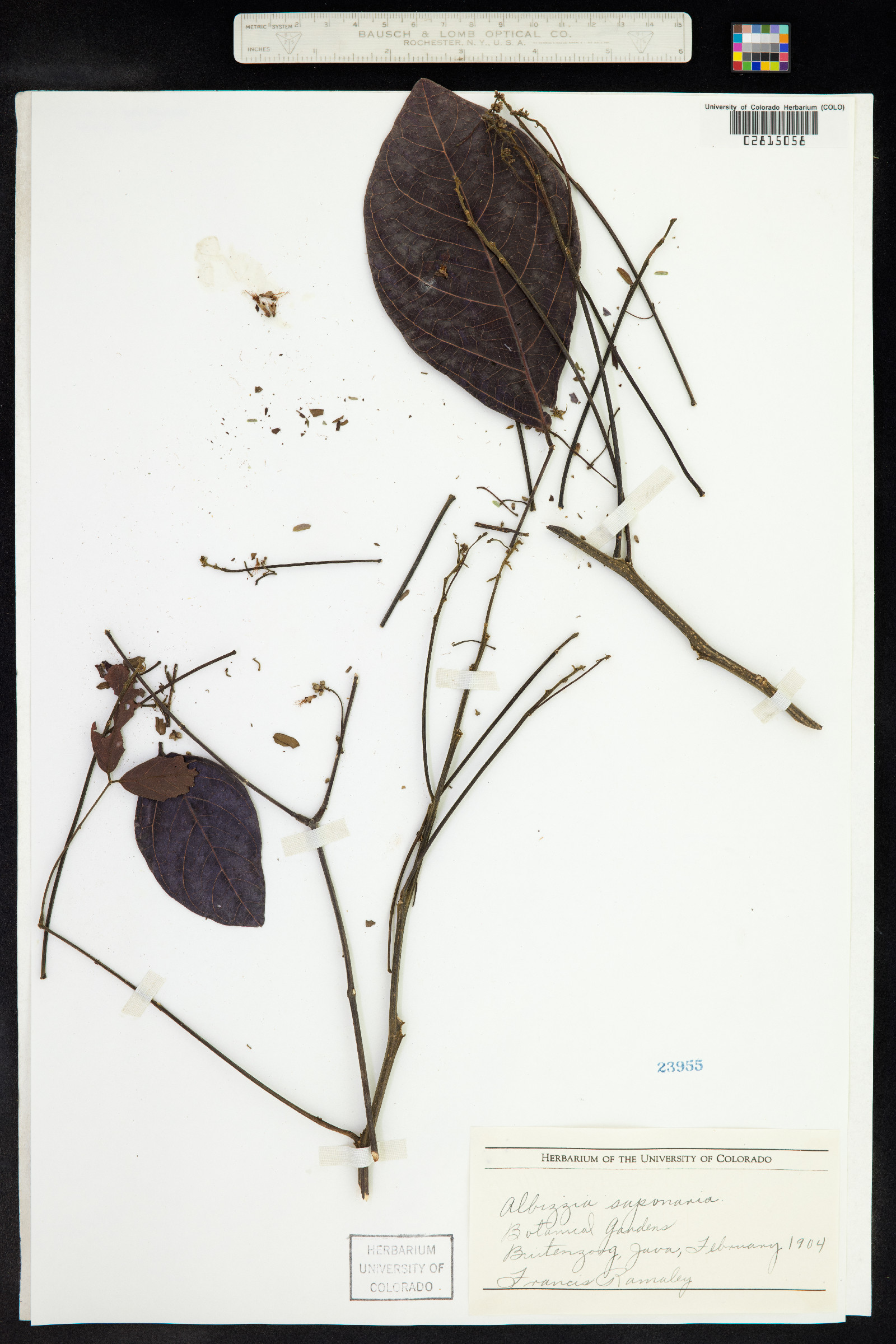 Albizia saponaria image