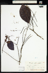 Image of Albizia saponaria