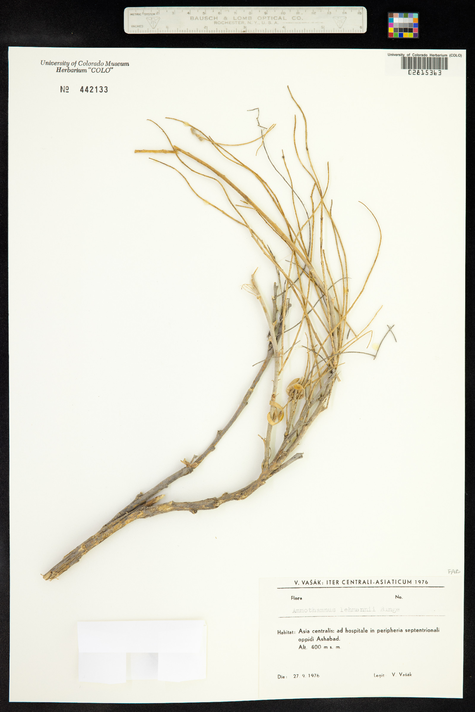 Sophora lehmannii image
