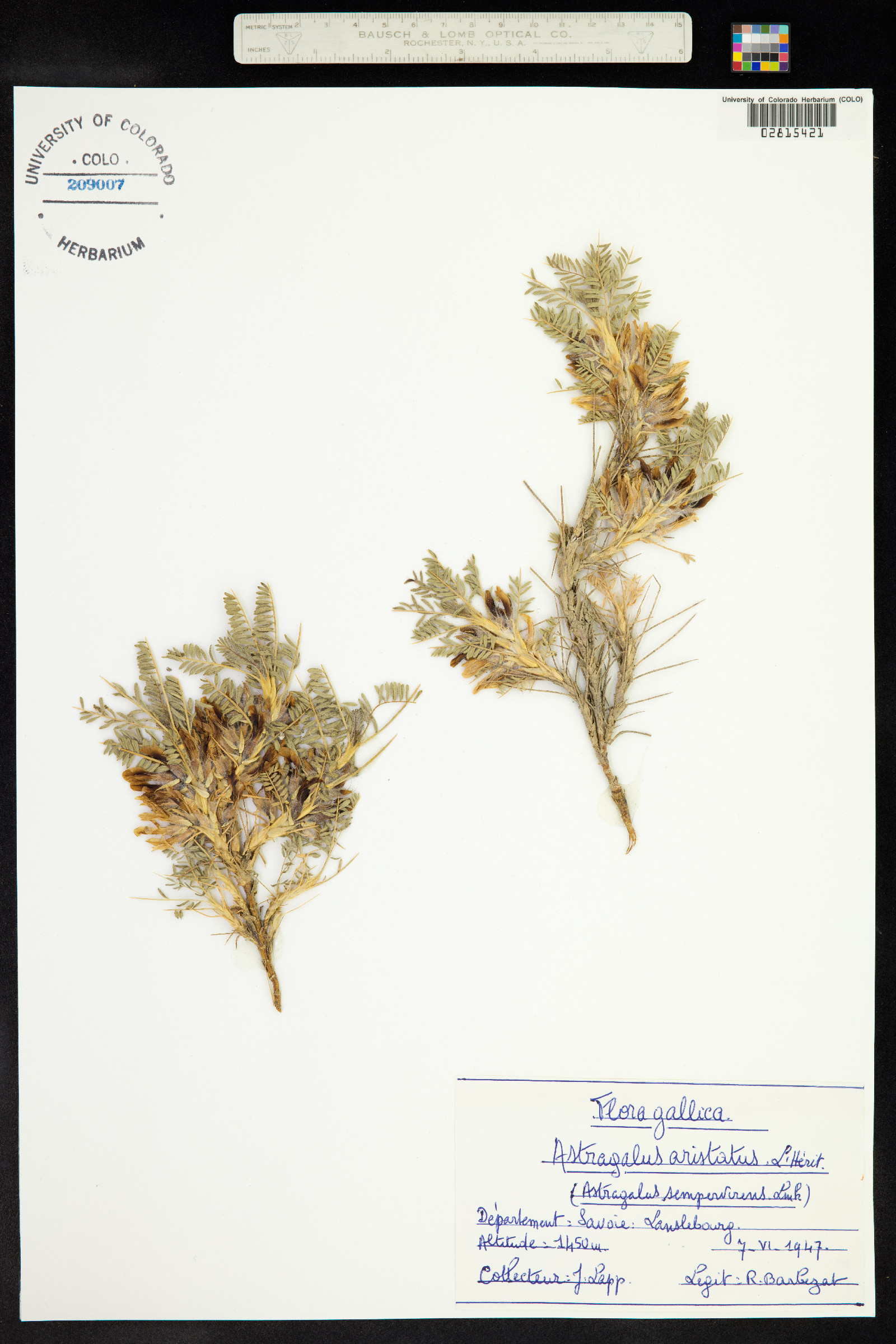 Astragalus aristatus image