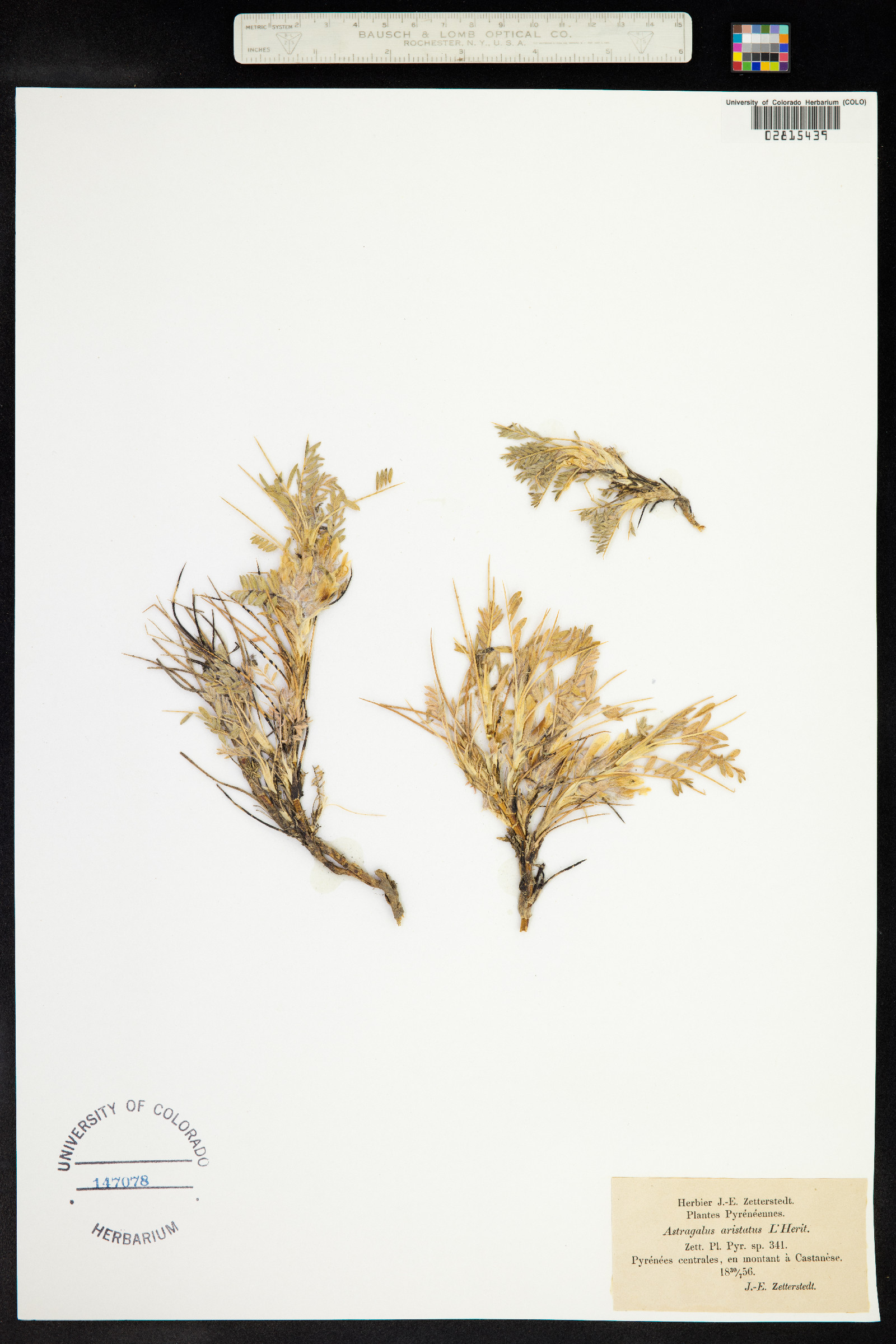 Astragalus aristatus image