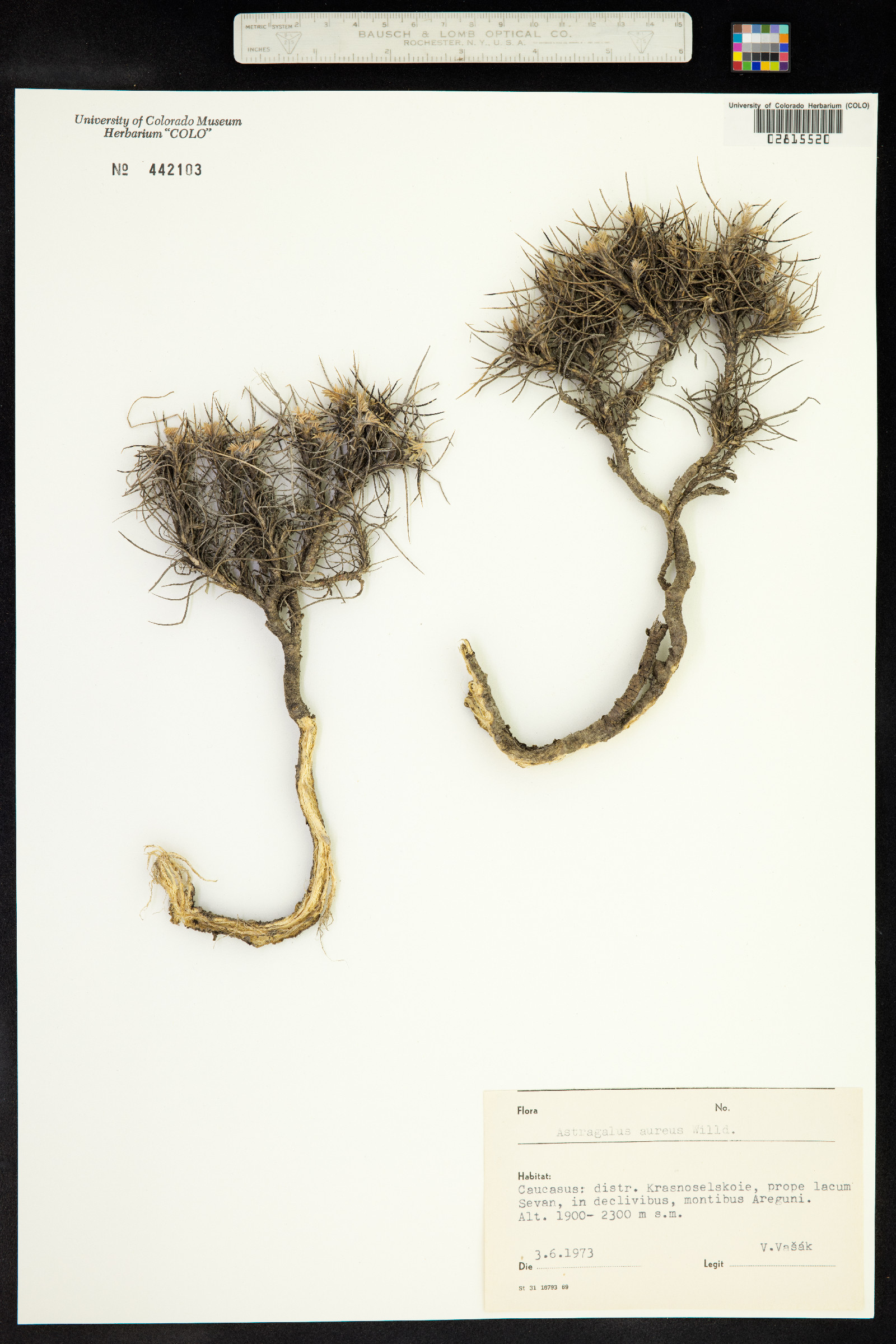 Astragalus aureus image