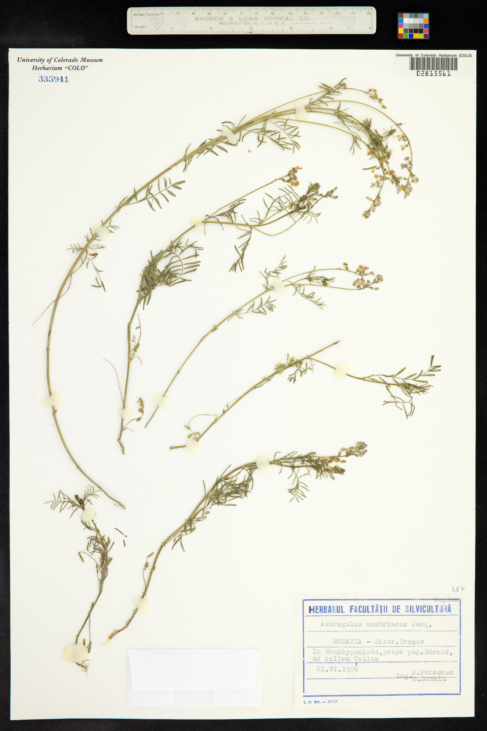 Astragalus austriacus image
