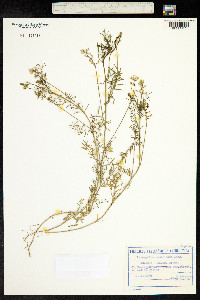 Astragalus austriacus image
