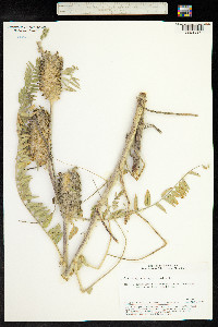 Image of Astragalus alopecuroides