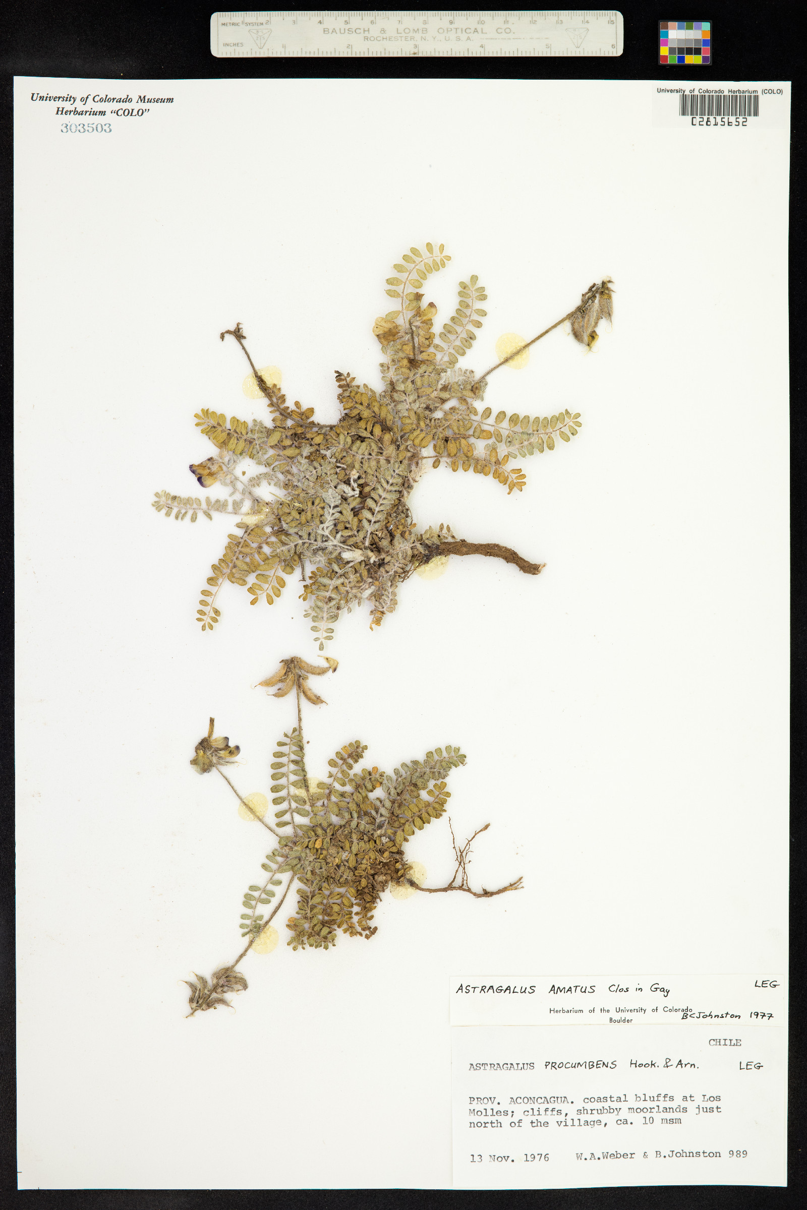 Astragalus amatus image