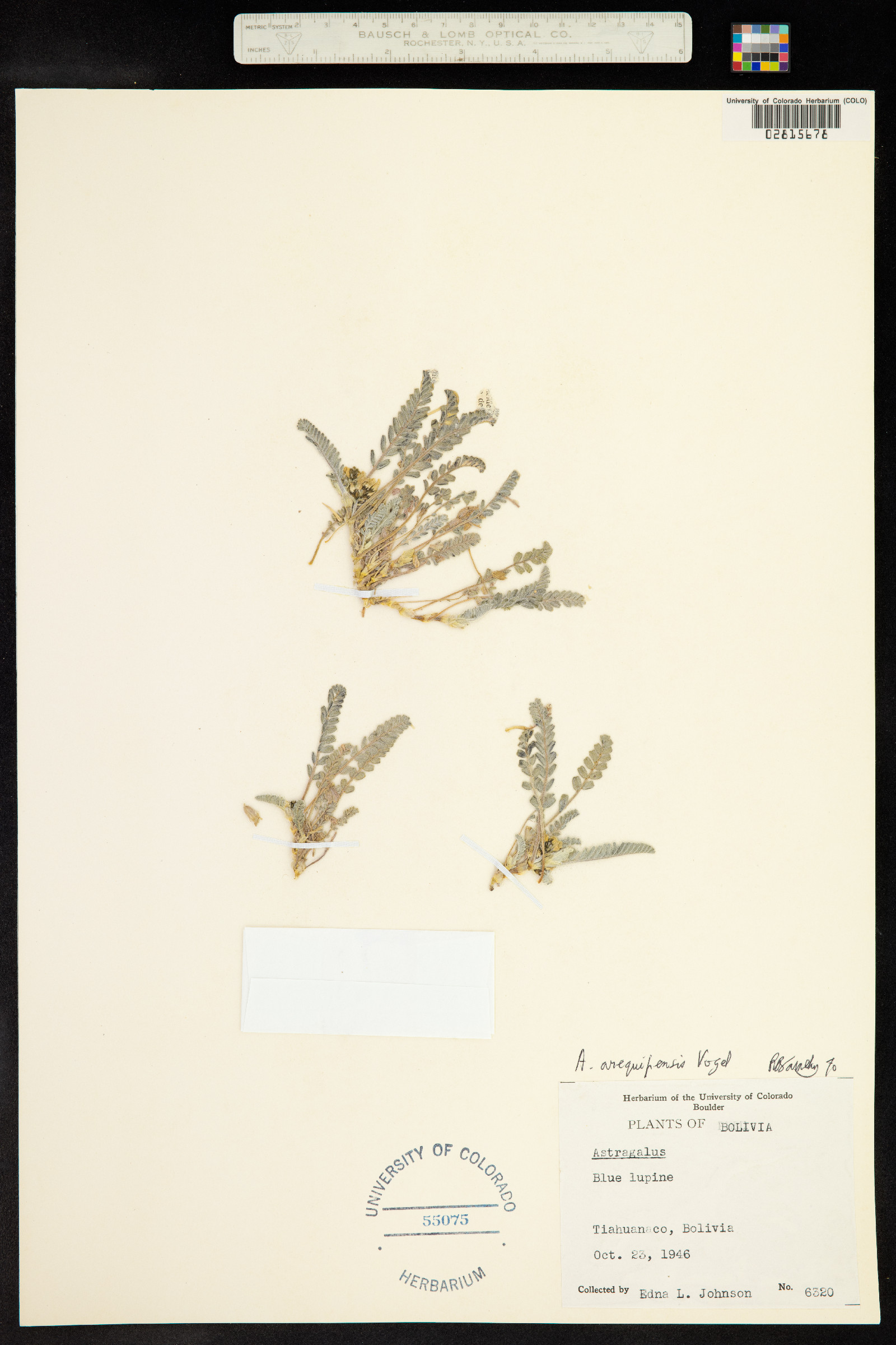 Astragalus arequipensis image