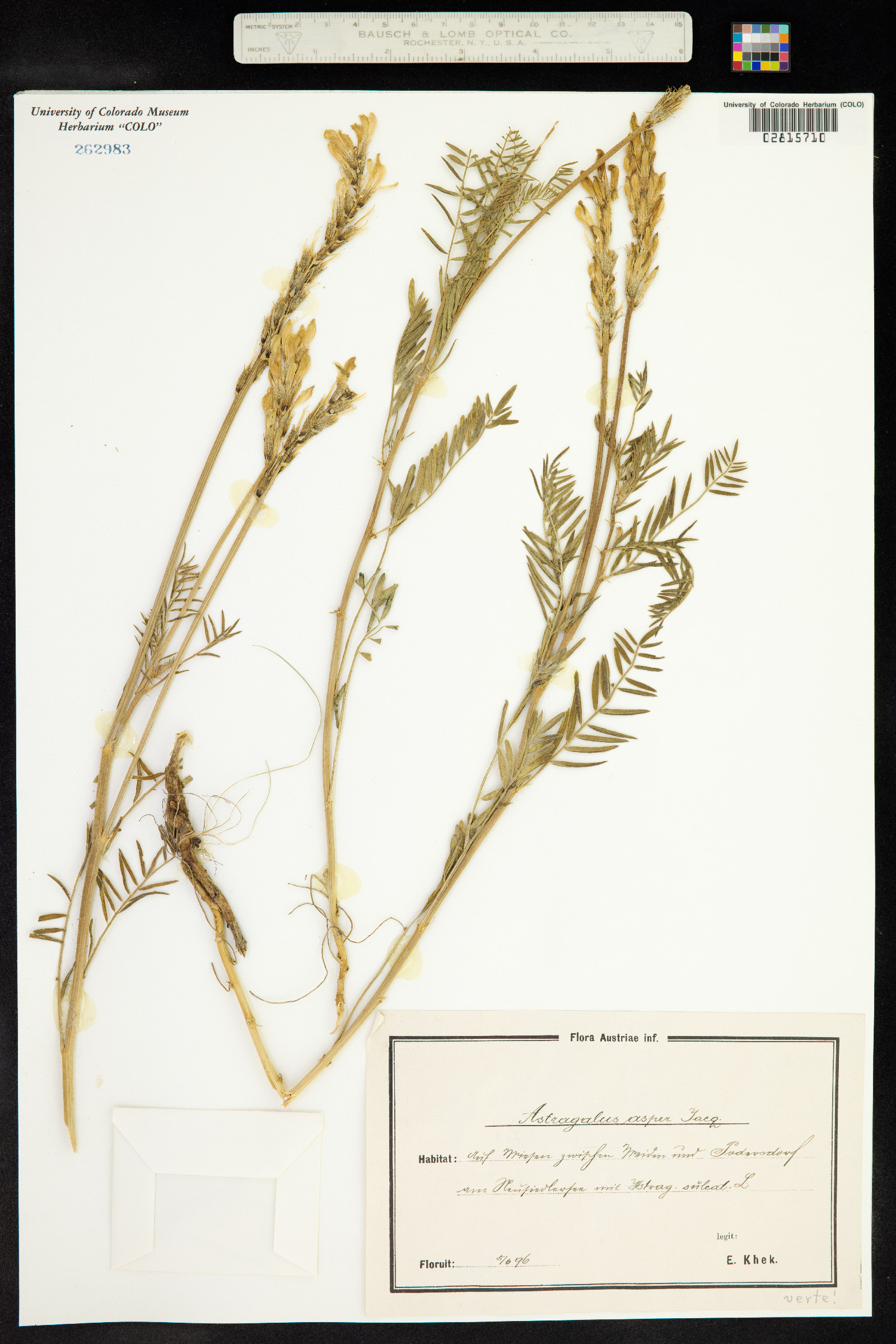 Astragalus asper image