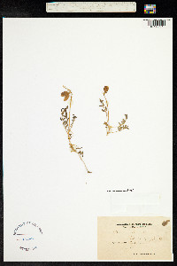 Image of Astragalus australis