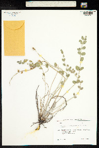 Astragalus brachycarpus image