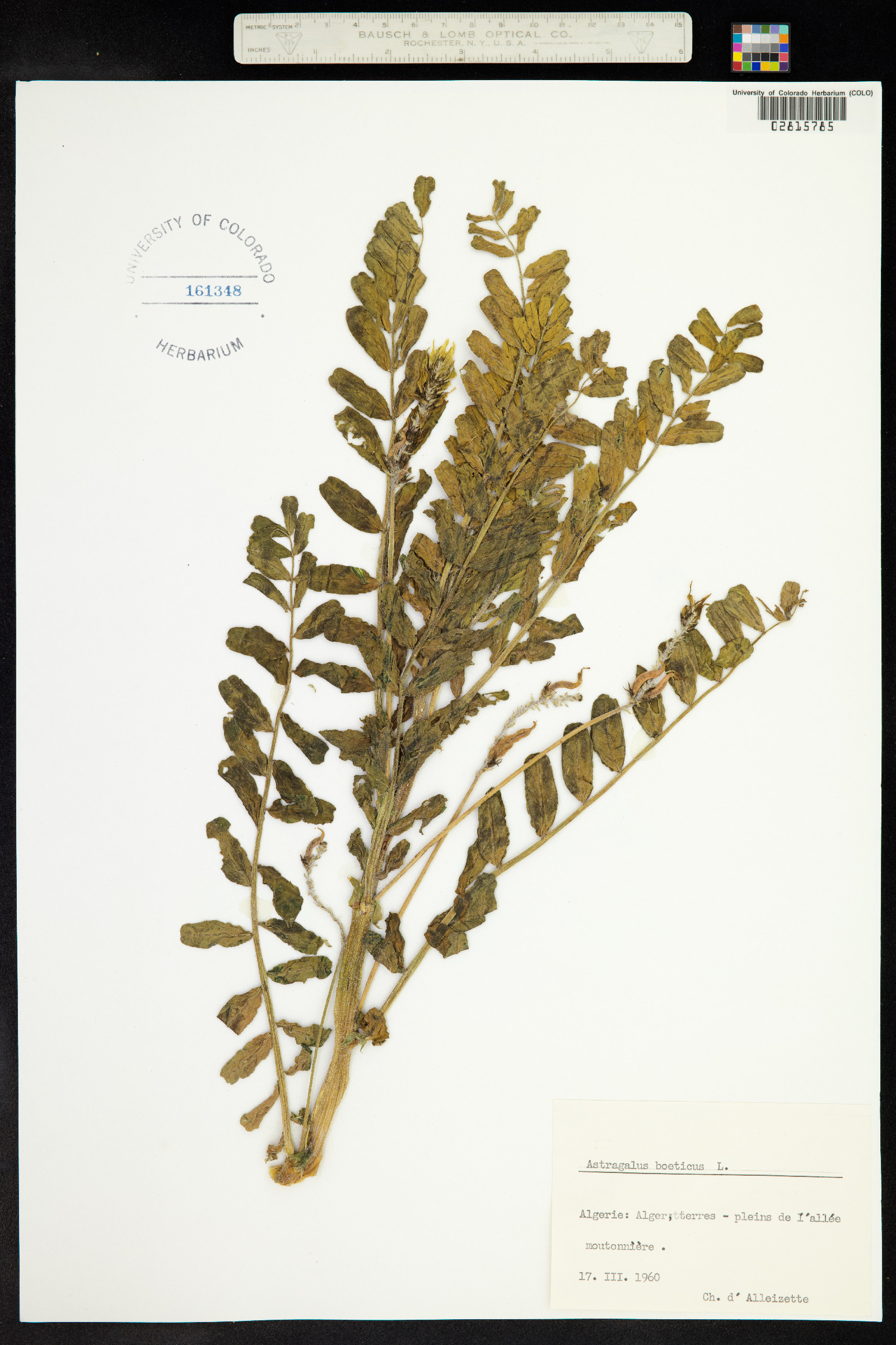 Astragalus boeticus image