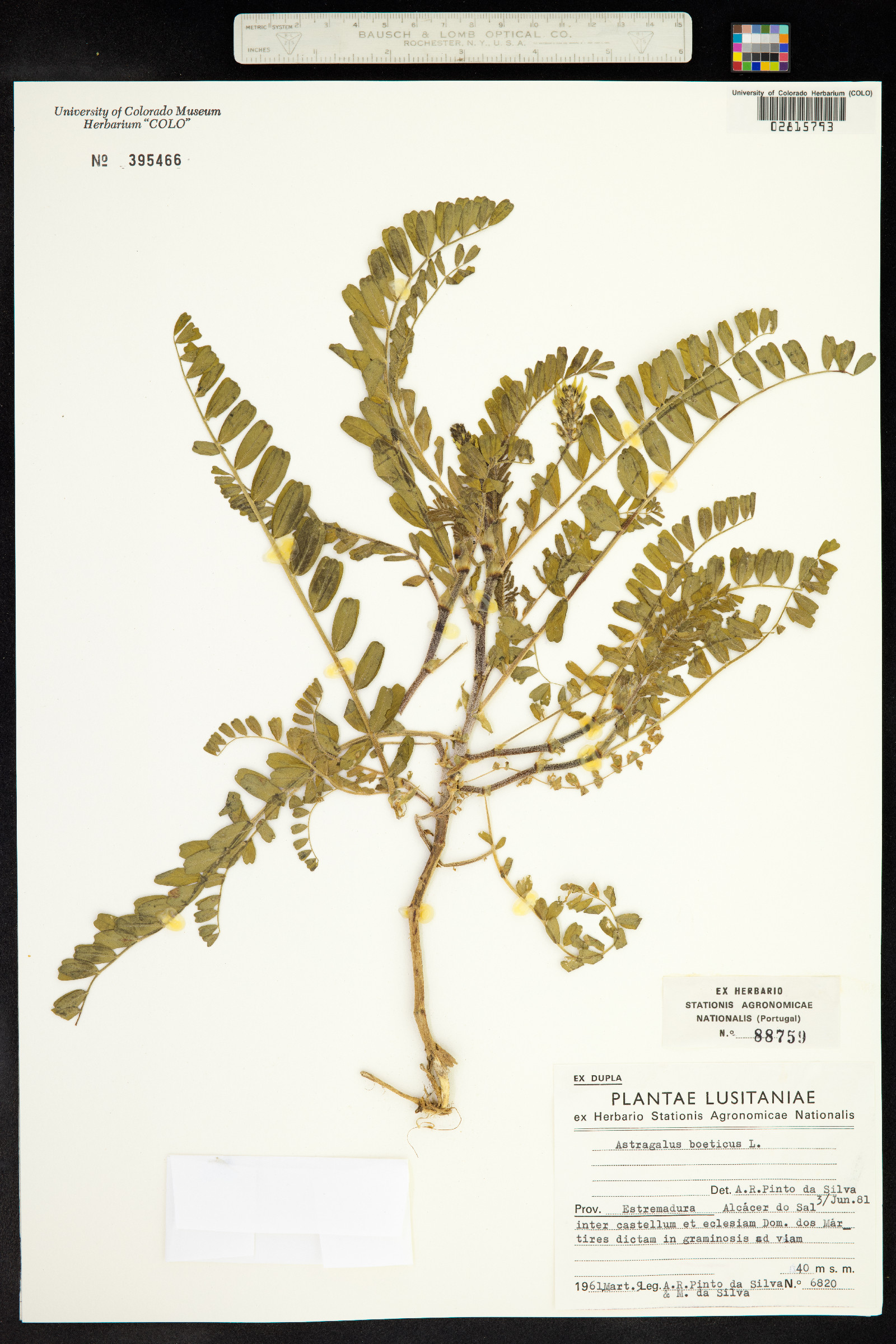 Astragalus boeticus image