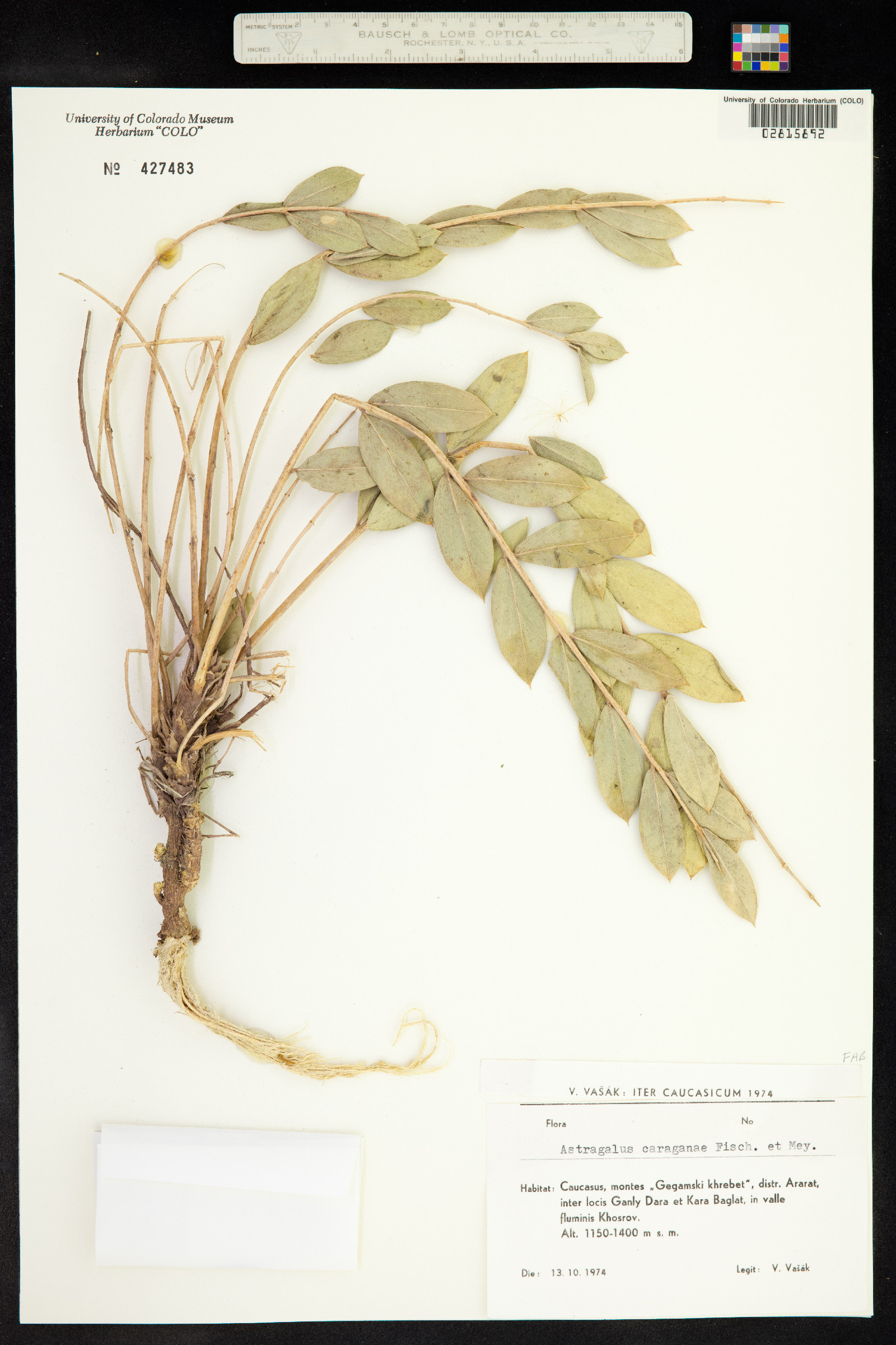 Astragalus caraganae image