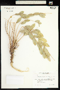 Astragalus caraganae image