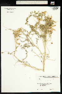 Astragalus caraganae image
