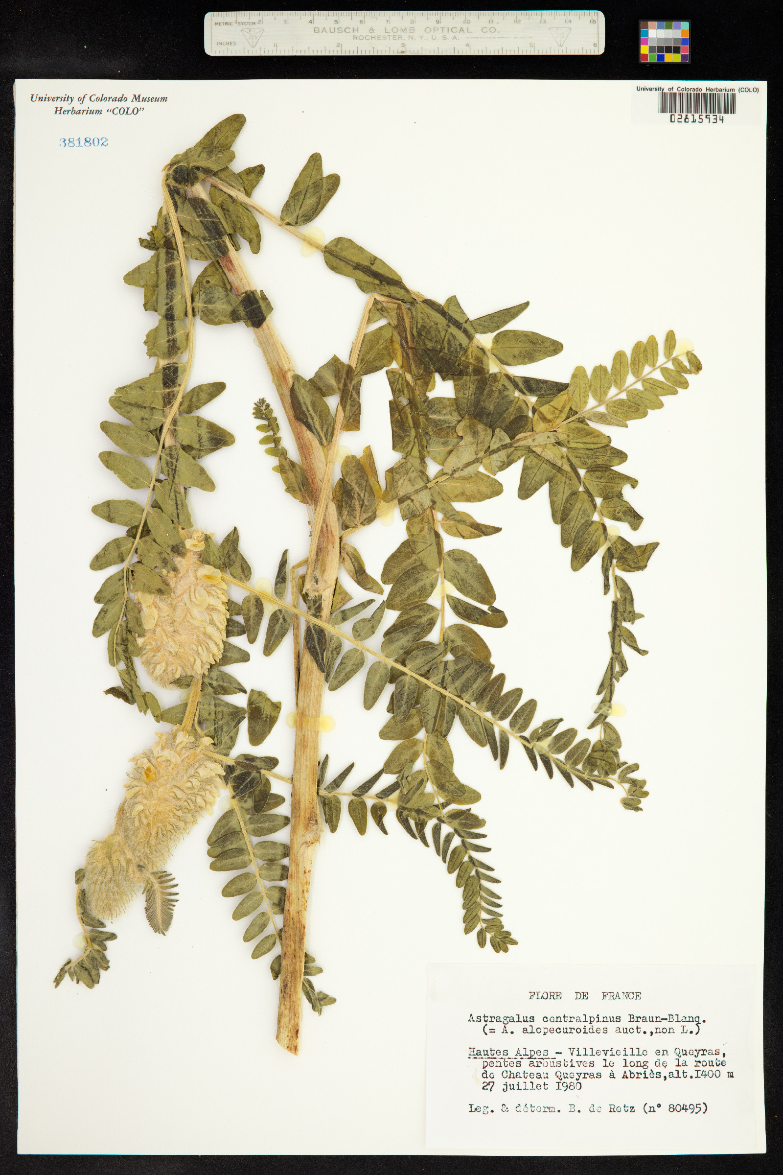 Astragalus centralpinus image