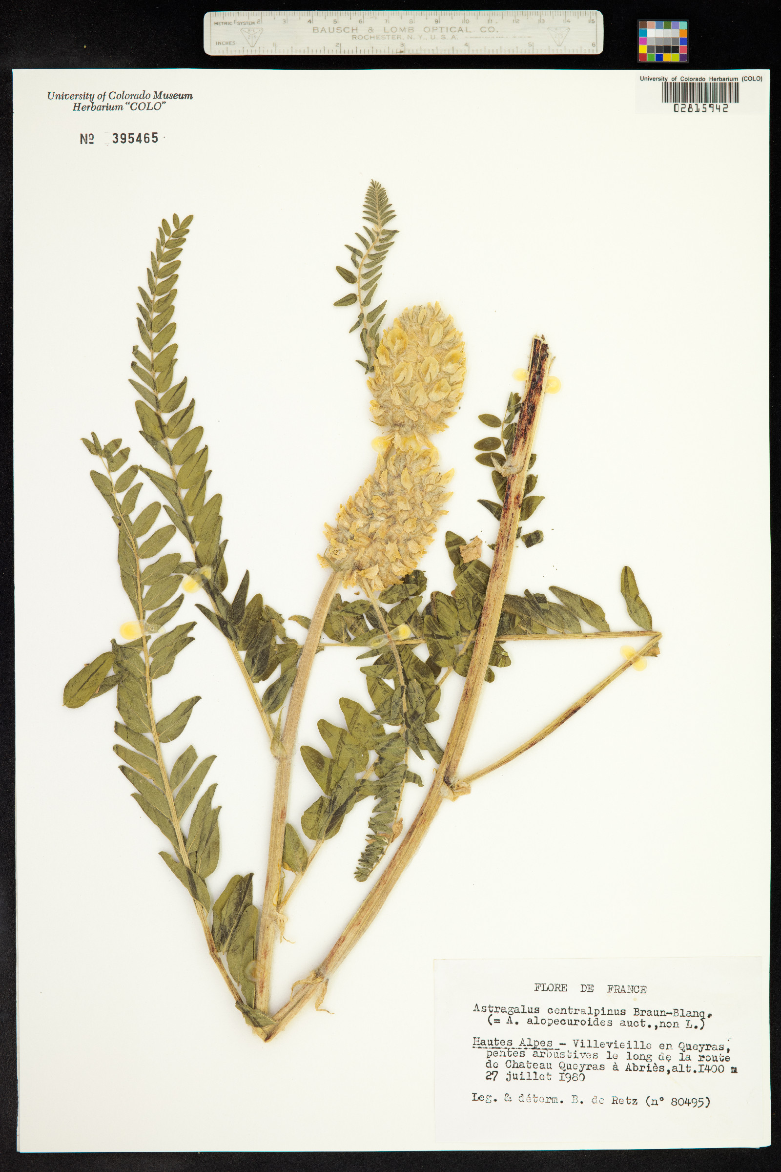 Astragalus centralpinus image