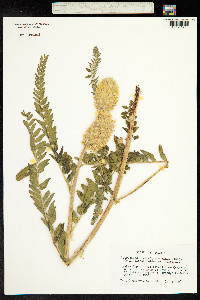 Astragalus centralpinus image