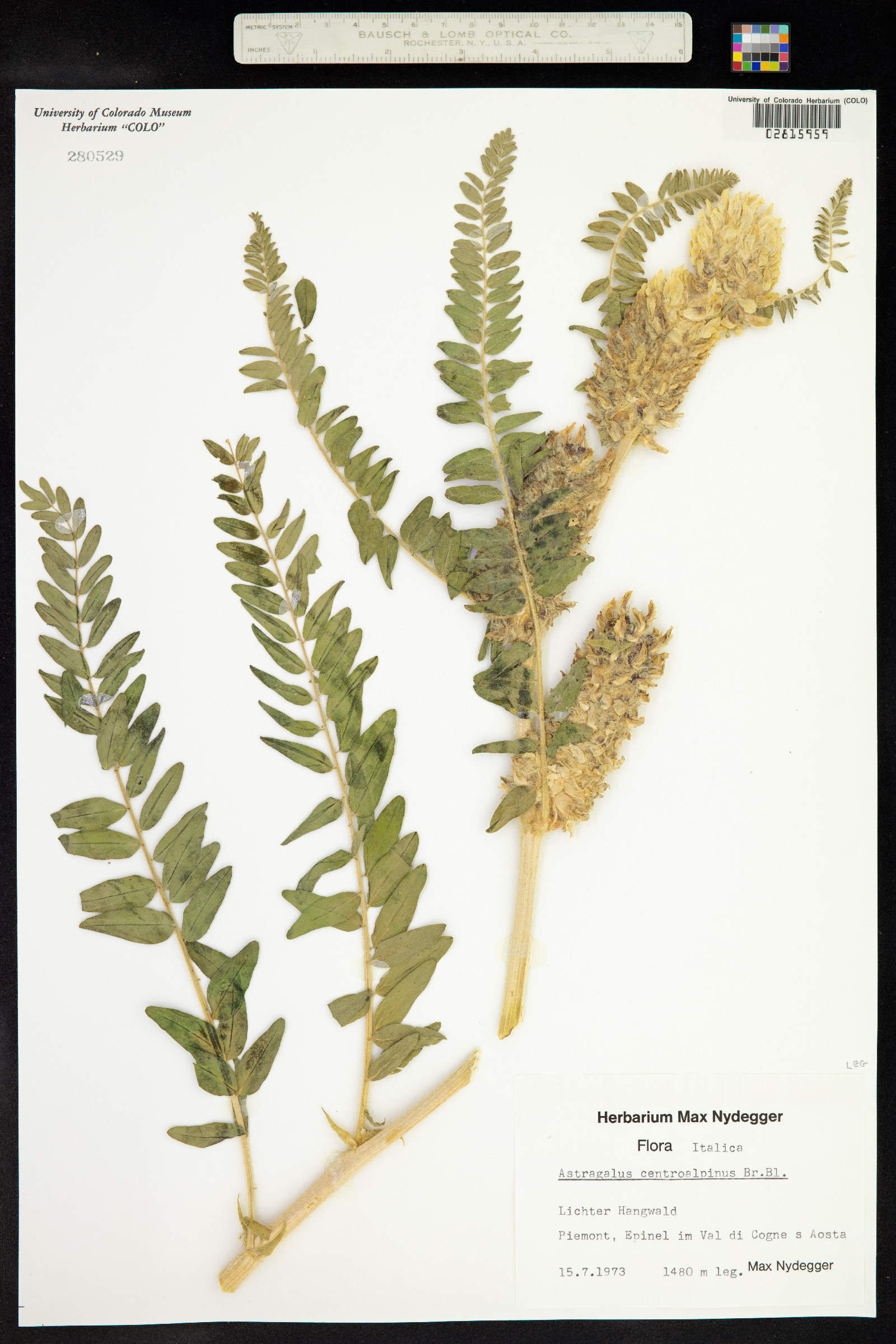 Astragalus centralpinus image