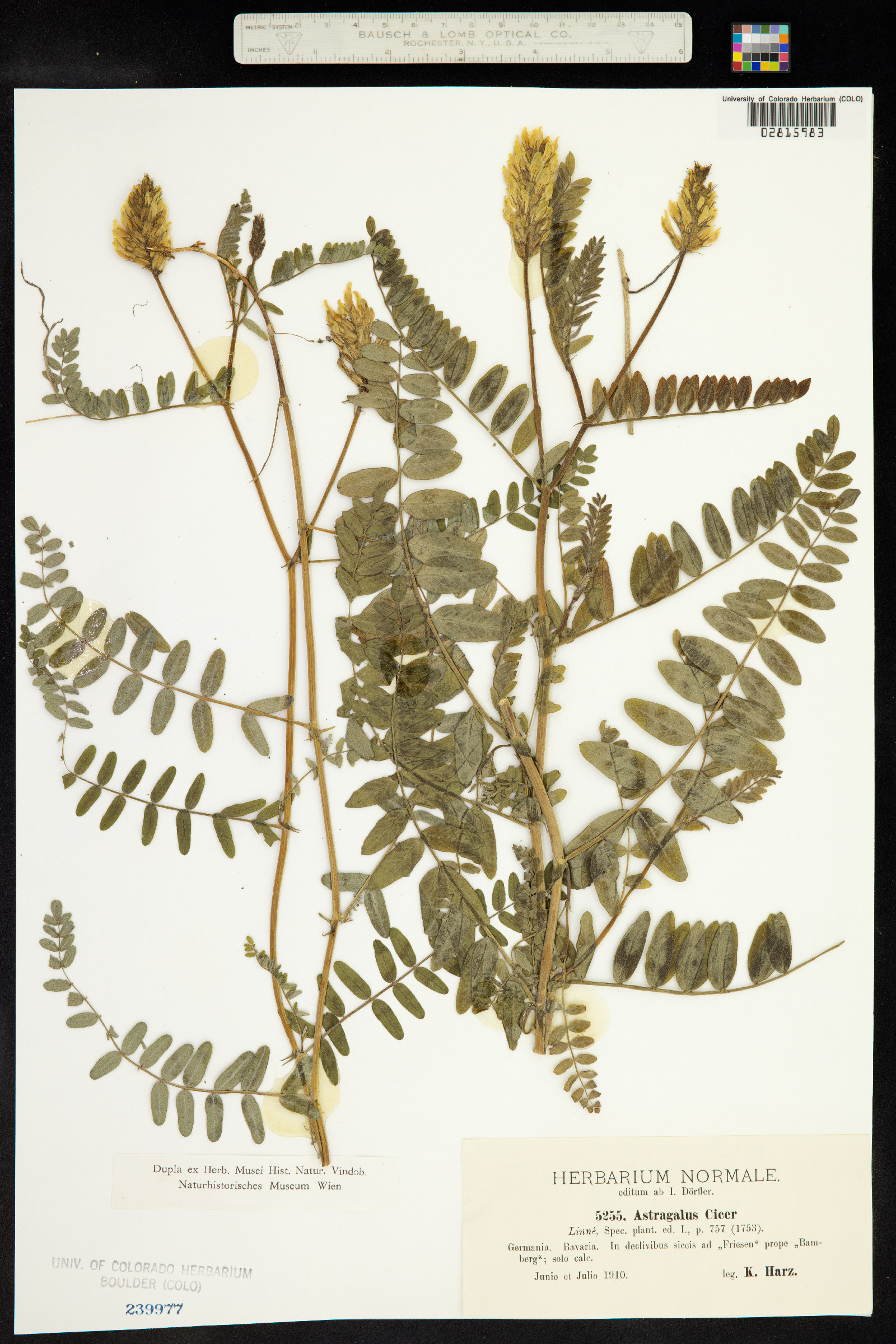 Astragalus cicer image