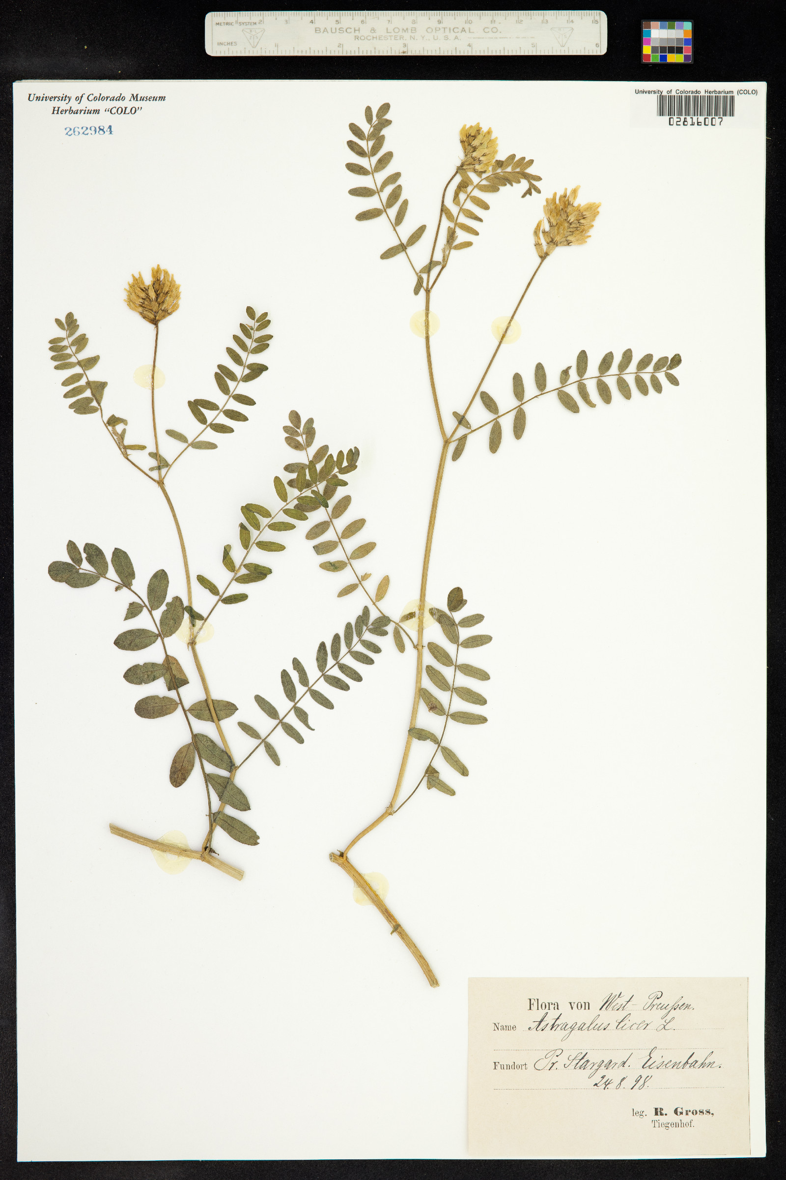 Astragalus cicer image