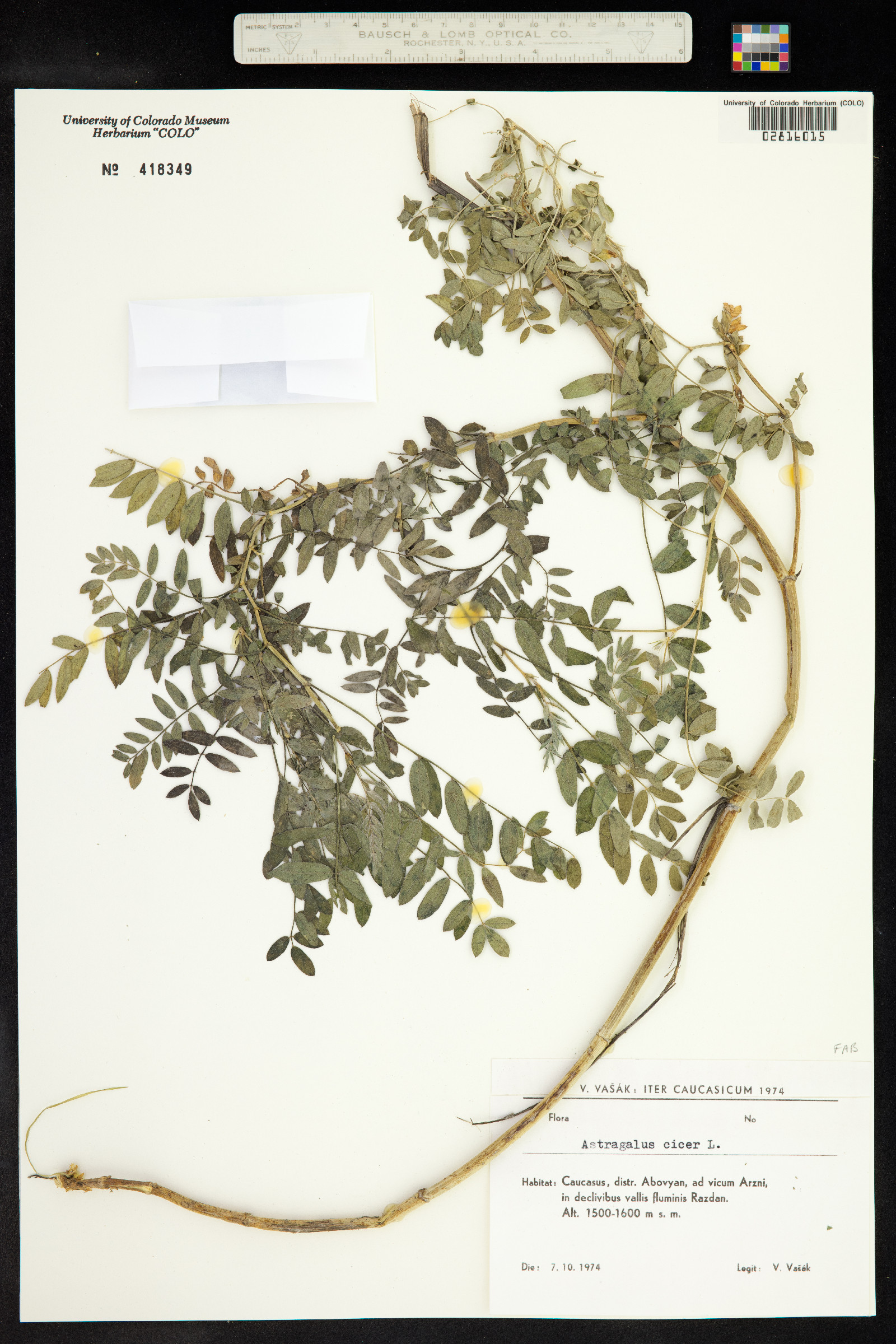 Astragalus cicer image