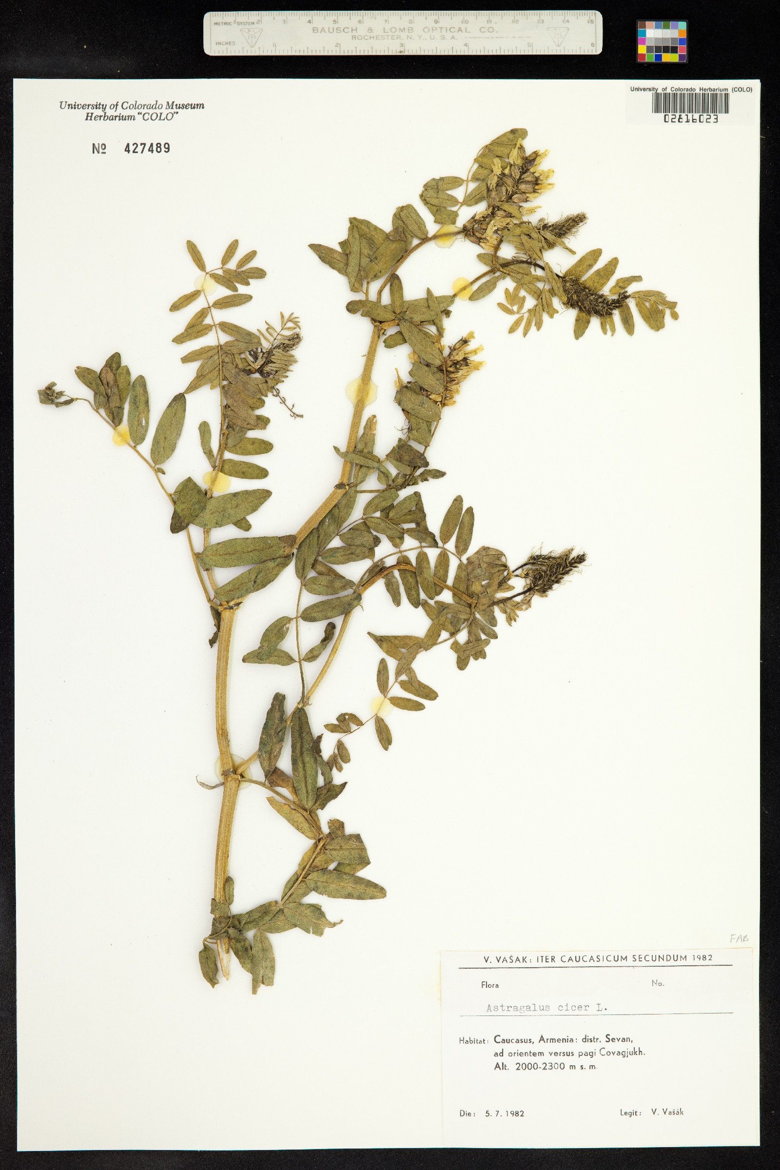 Astragalus cicer image