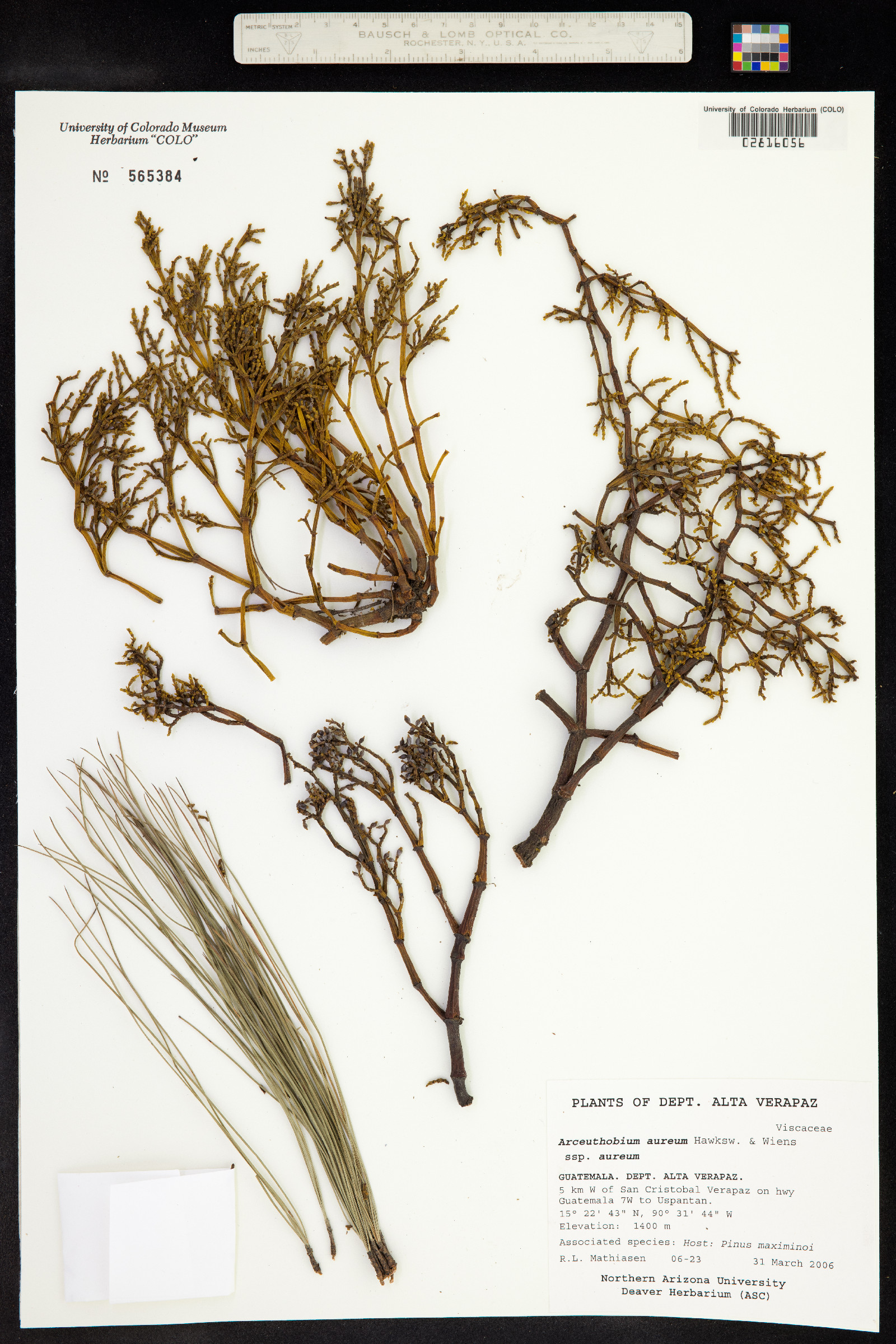 Arceuthobium aureum image