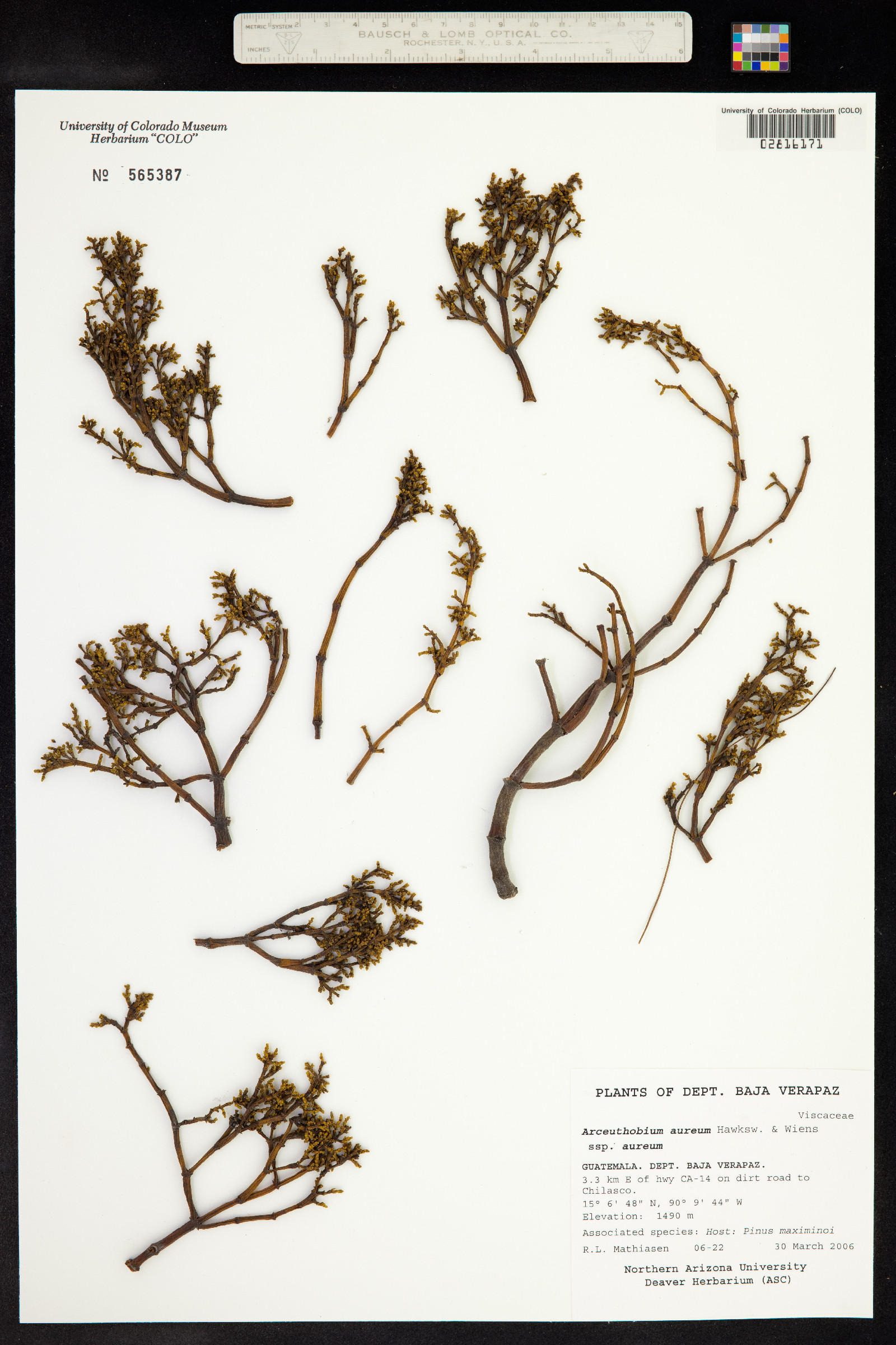 Arceuthobium aureum image