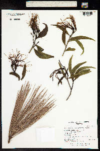 Psittacanthus angustifolius image