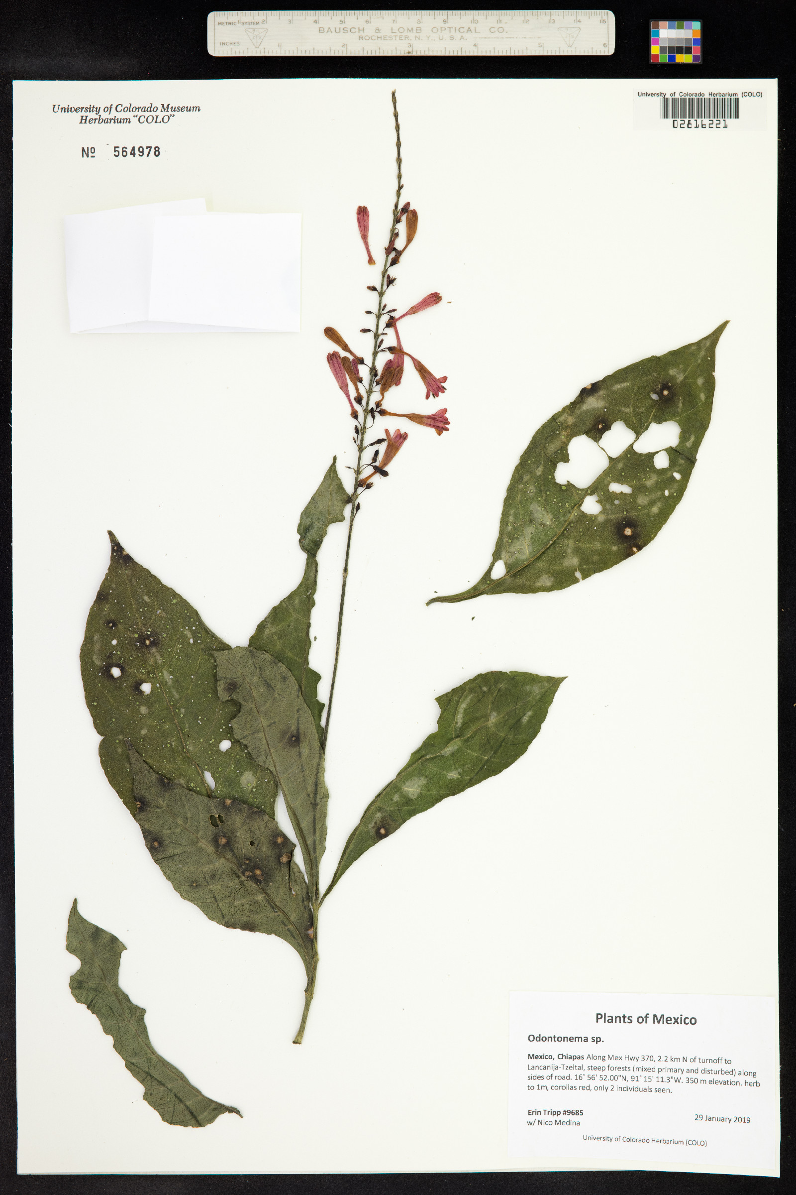 Odontonema image