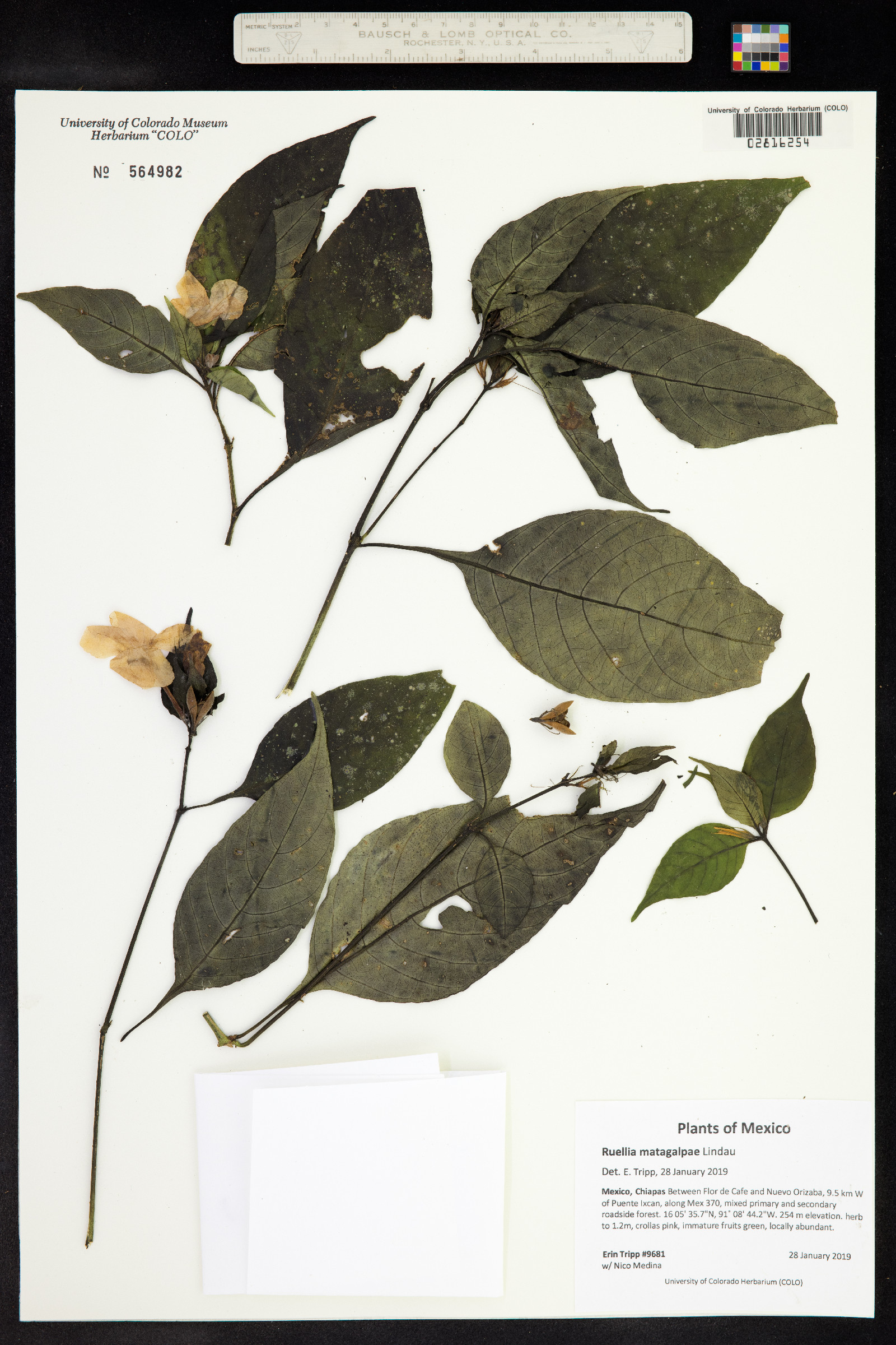 Ruellia matagalpae image