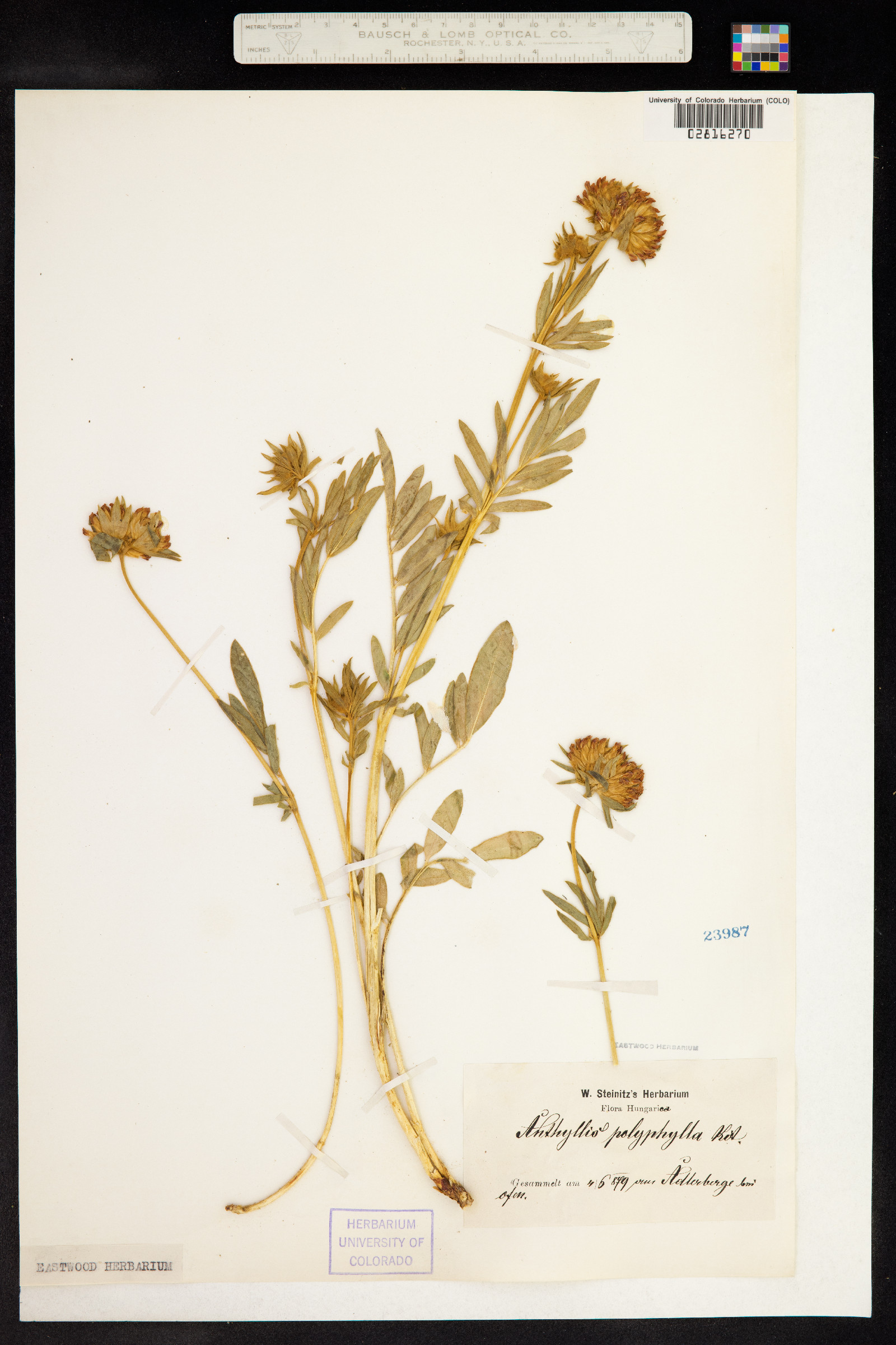 Anthyllis vulneraria image