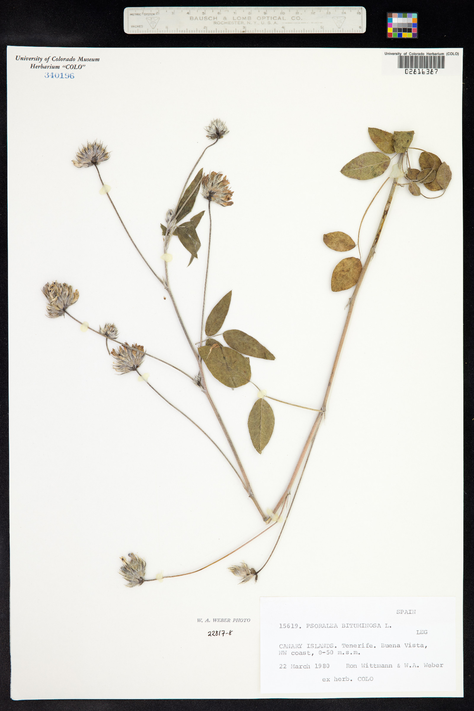 Bituminaria image