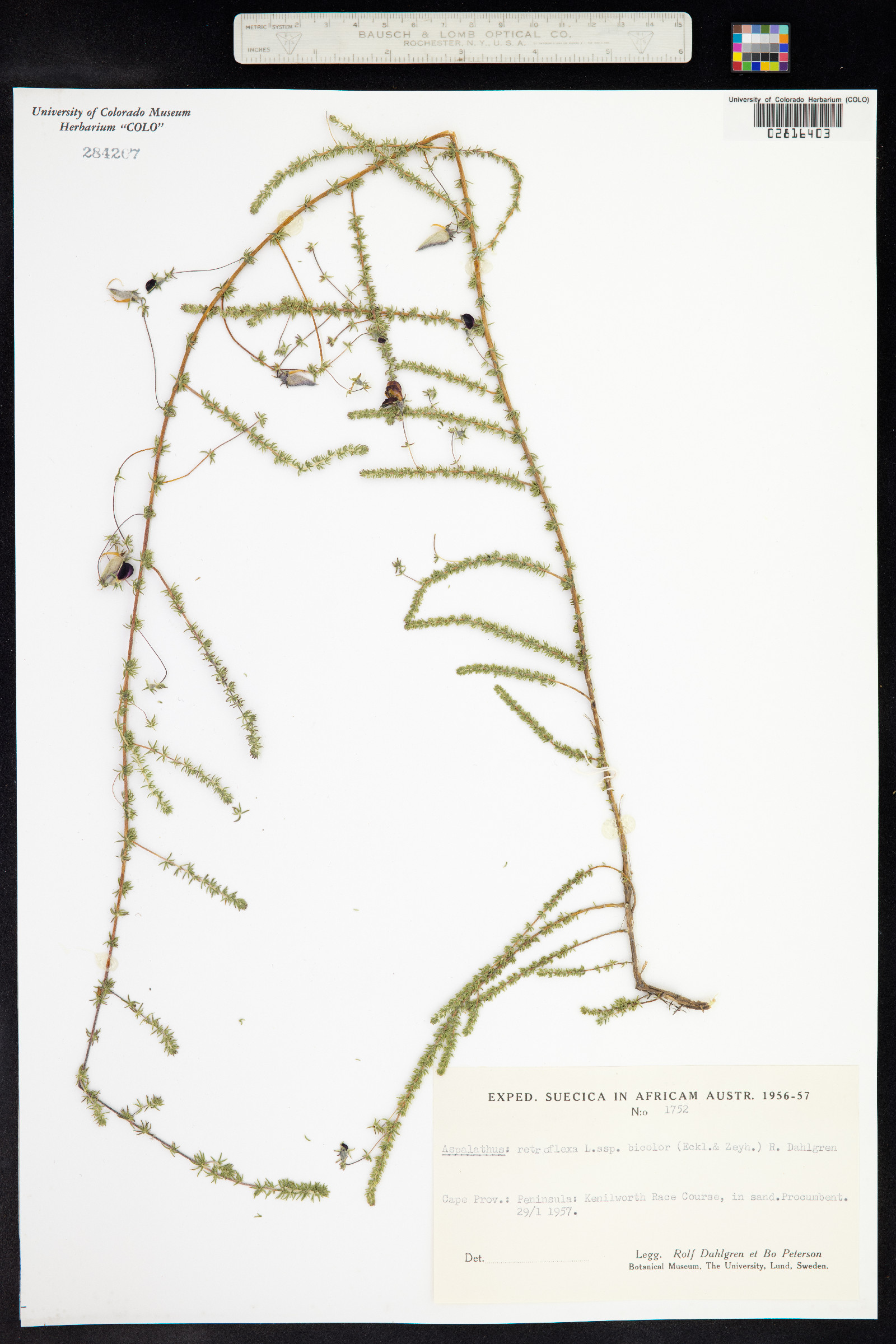 Aspalathus retroflexa image
