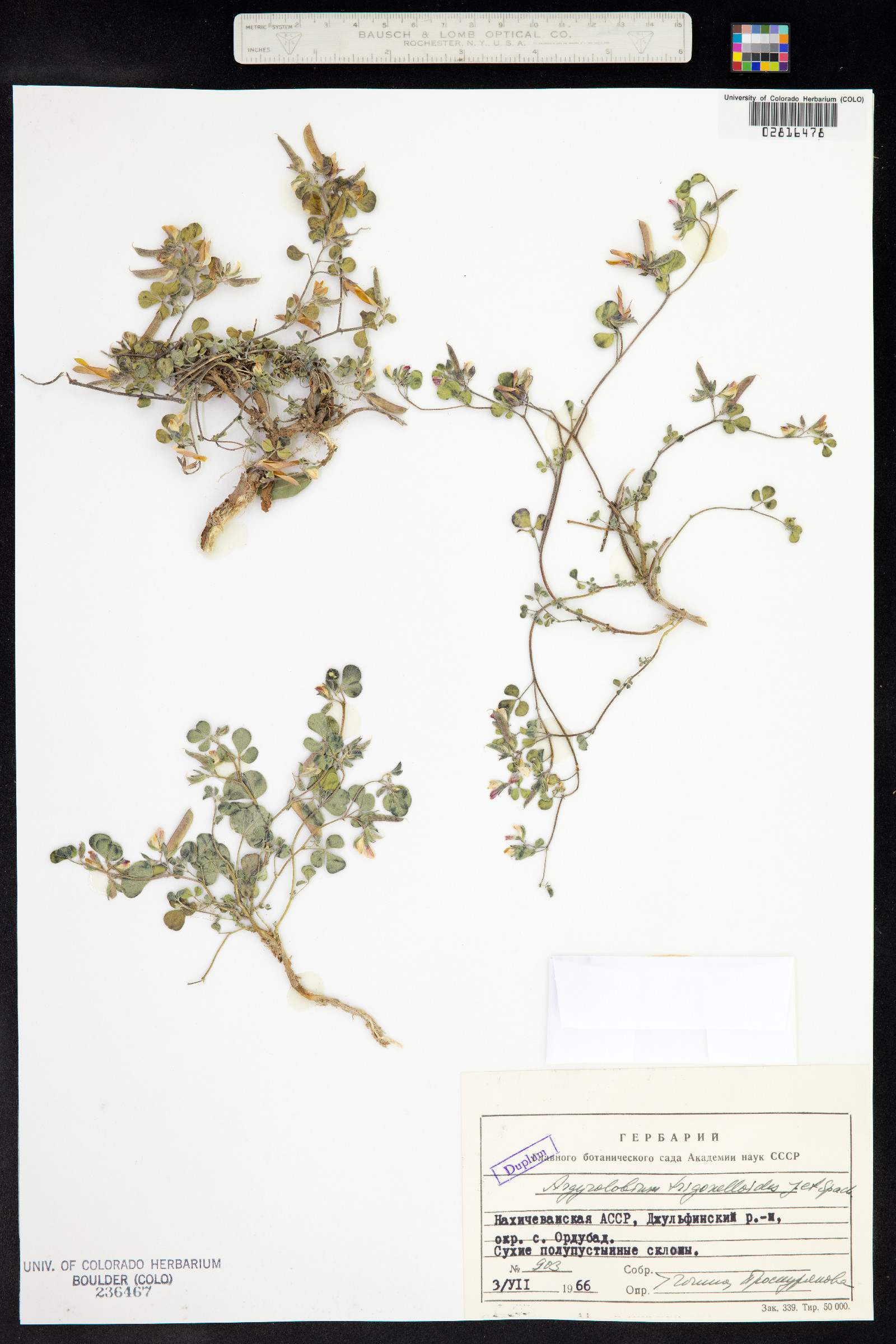 Argyrolobium roseum var. subuniflorum image