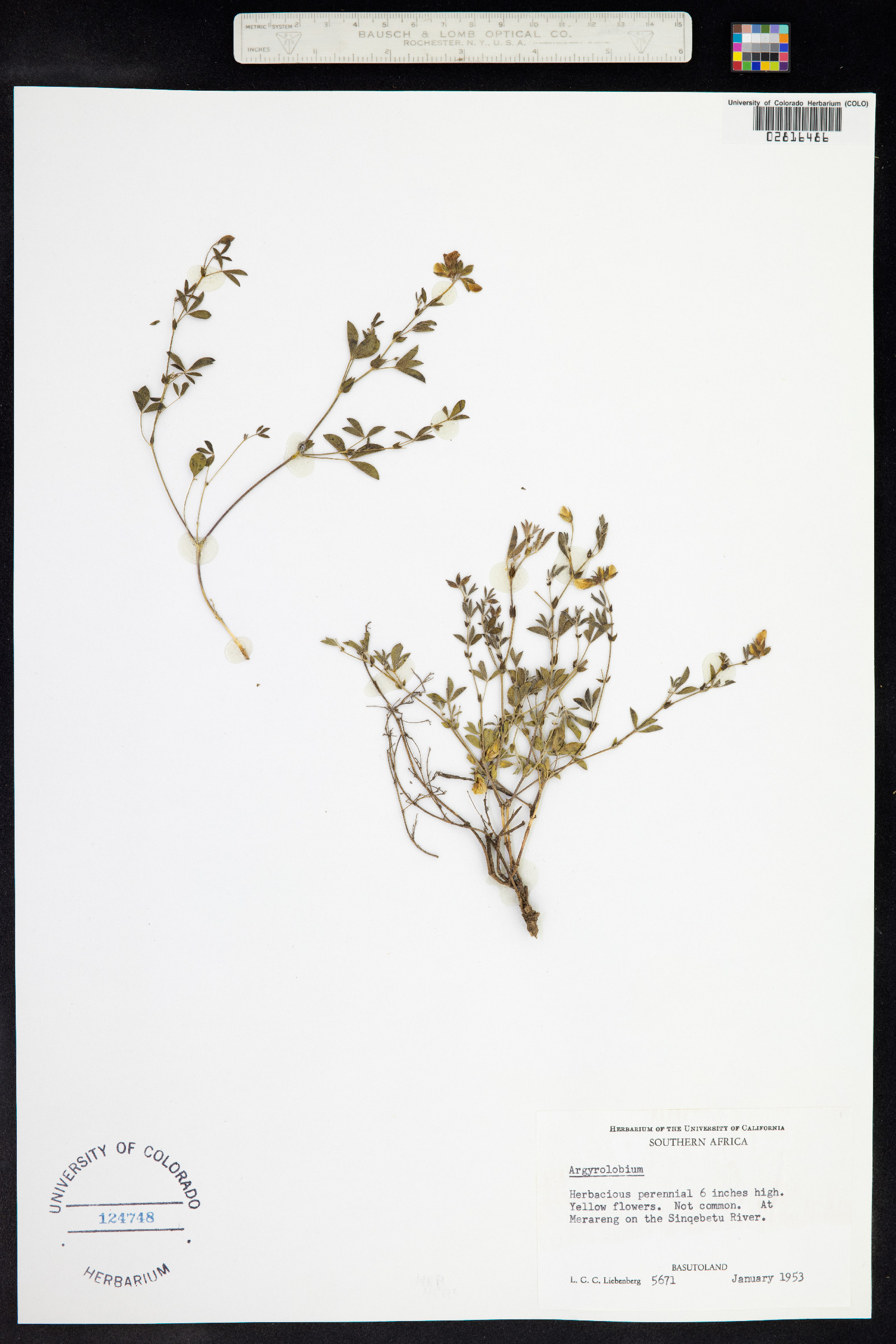 Argyrolobium image