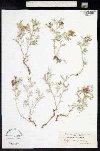 Astragalus arenarius image