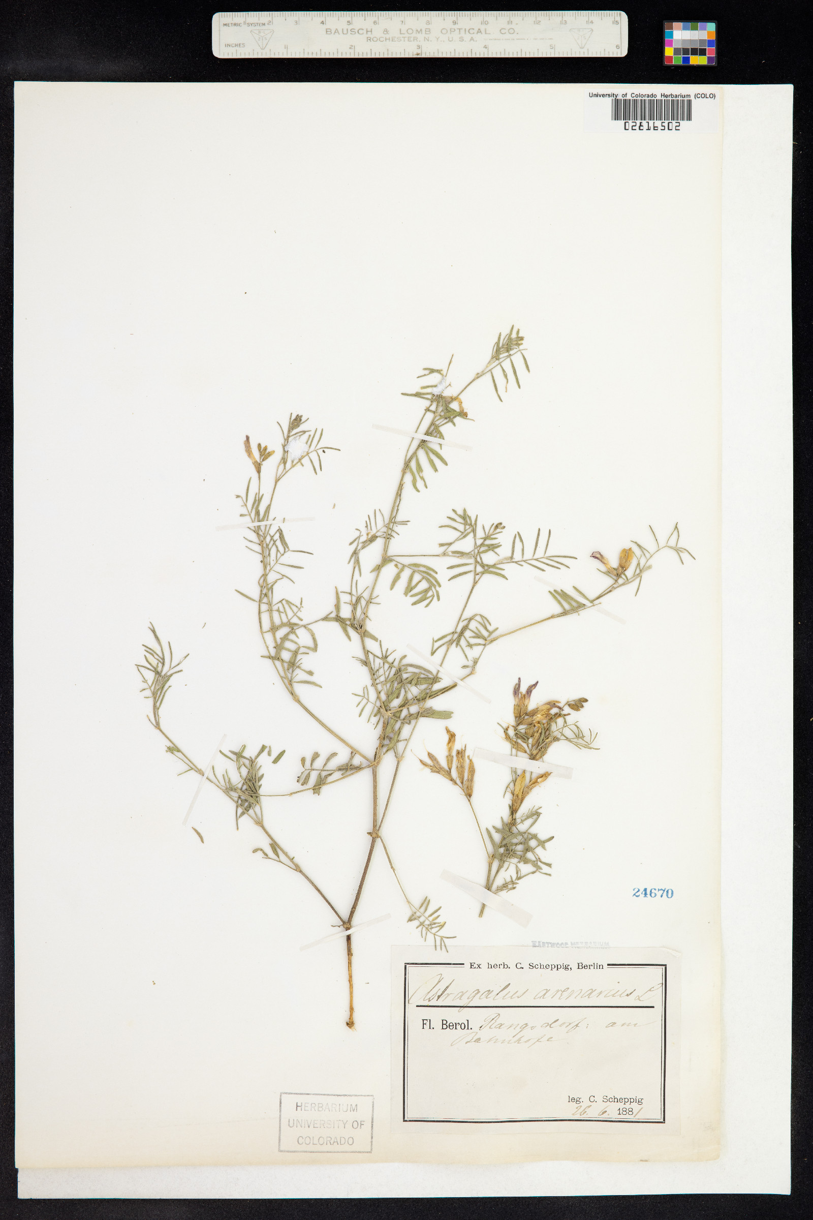 Astragalus arenarius image