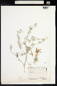 Astragalus arenarius image