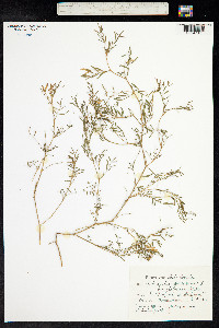 Image of Astragalus arenarius